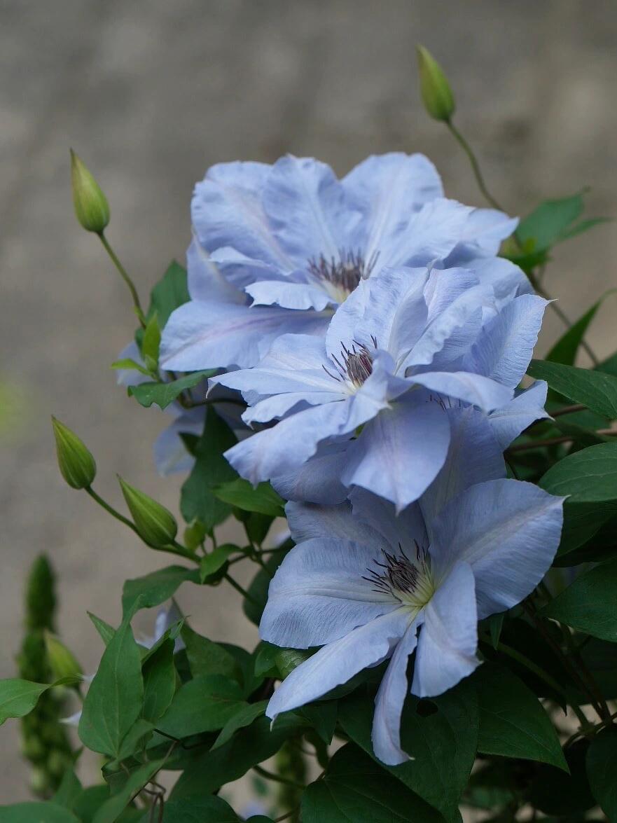 Clematis ‘’Blue Cotillion|蓝色龙沙舞‘’
