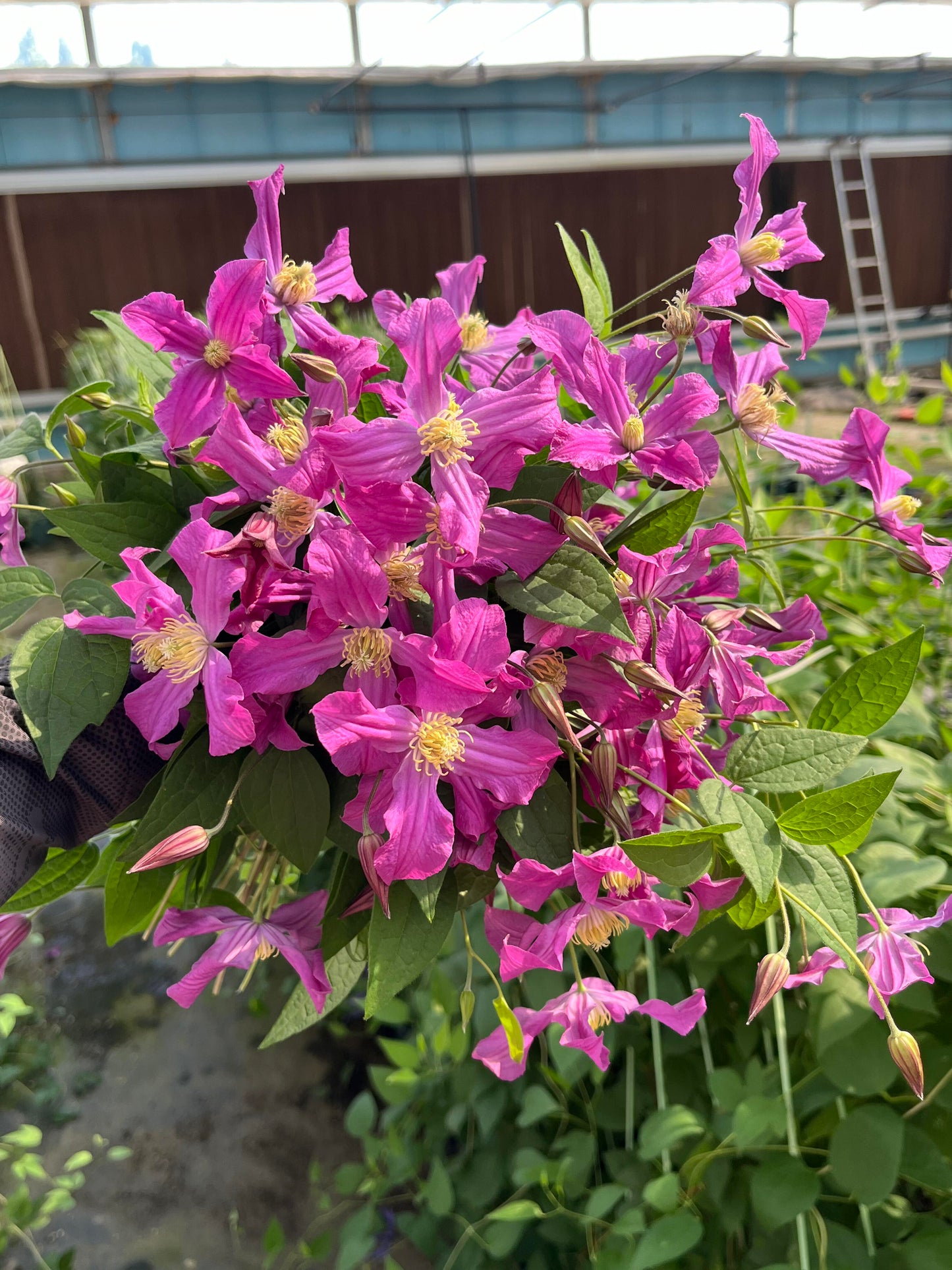 Clematis ‘’Inspiration|灵感‘’
