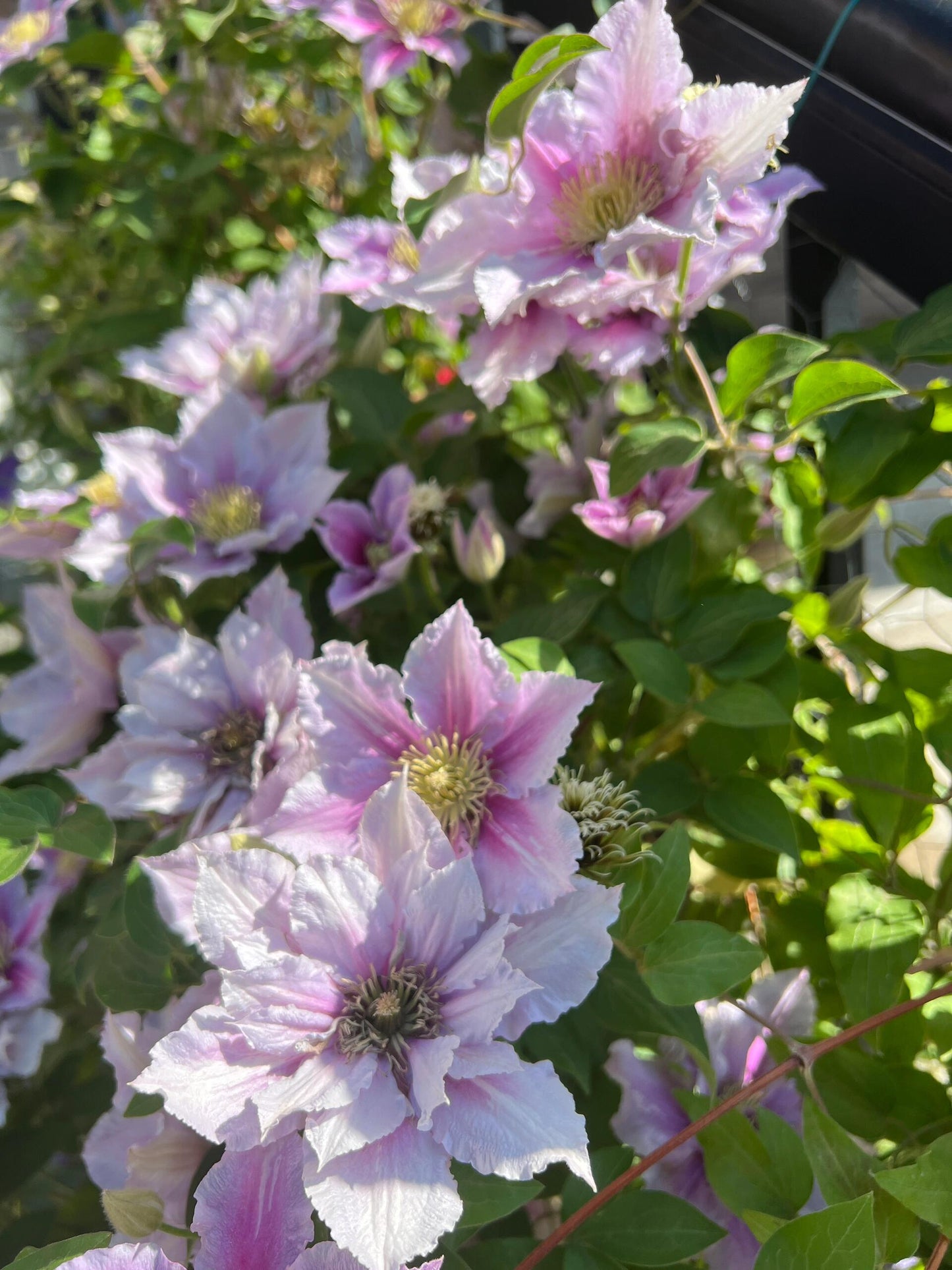 Clematis ‘’Piilu|小鸭‘’