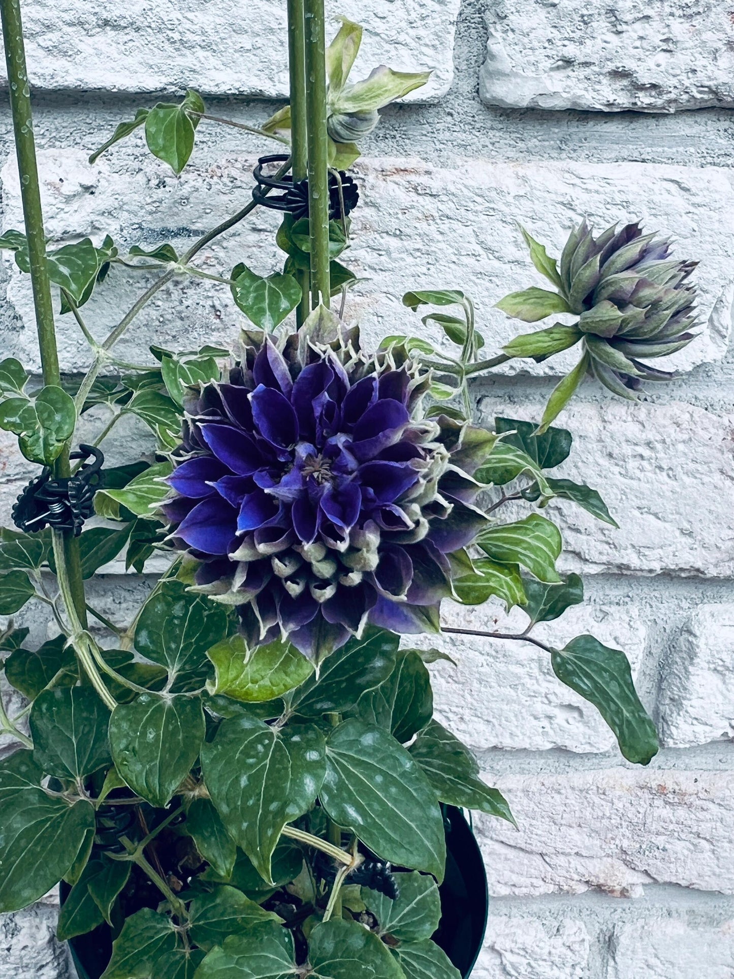 Clematis ‘’ShiShinDen|ししんでん | 紫宸殿‘’