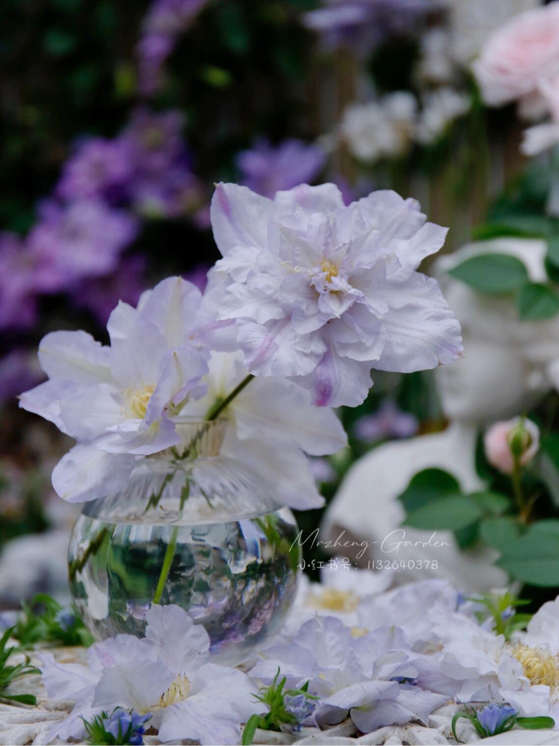 Clematis ‘’Veronica's choice|维罗妮卡的选择‘’