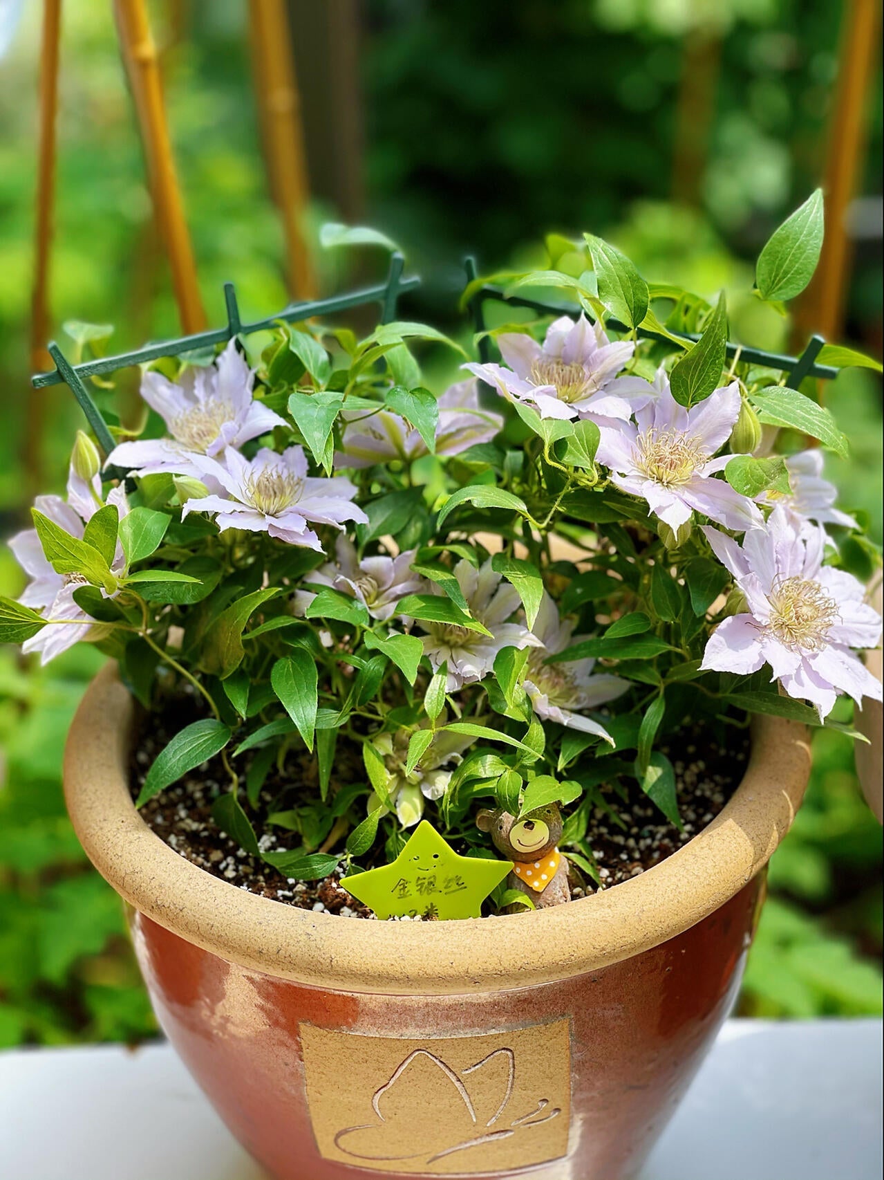 Clematis ‘’Filigree|金银丝/ 故里‘’