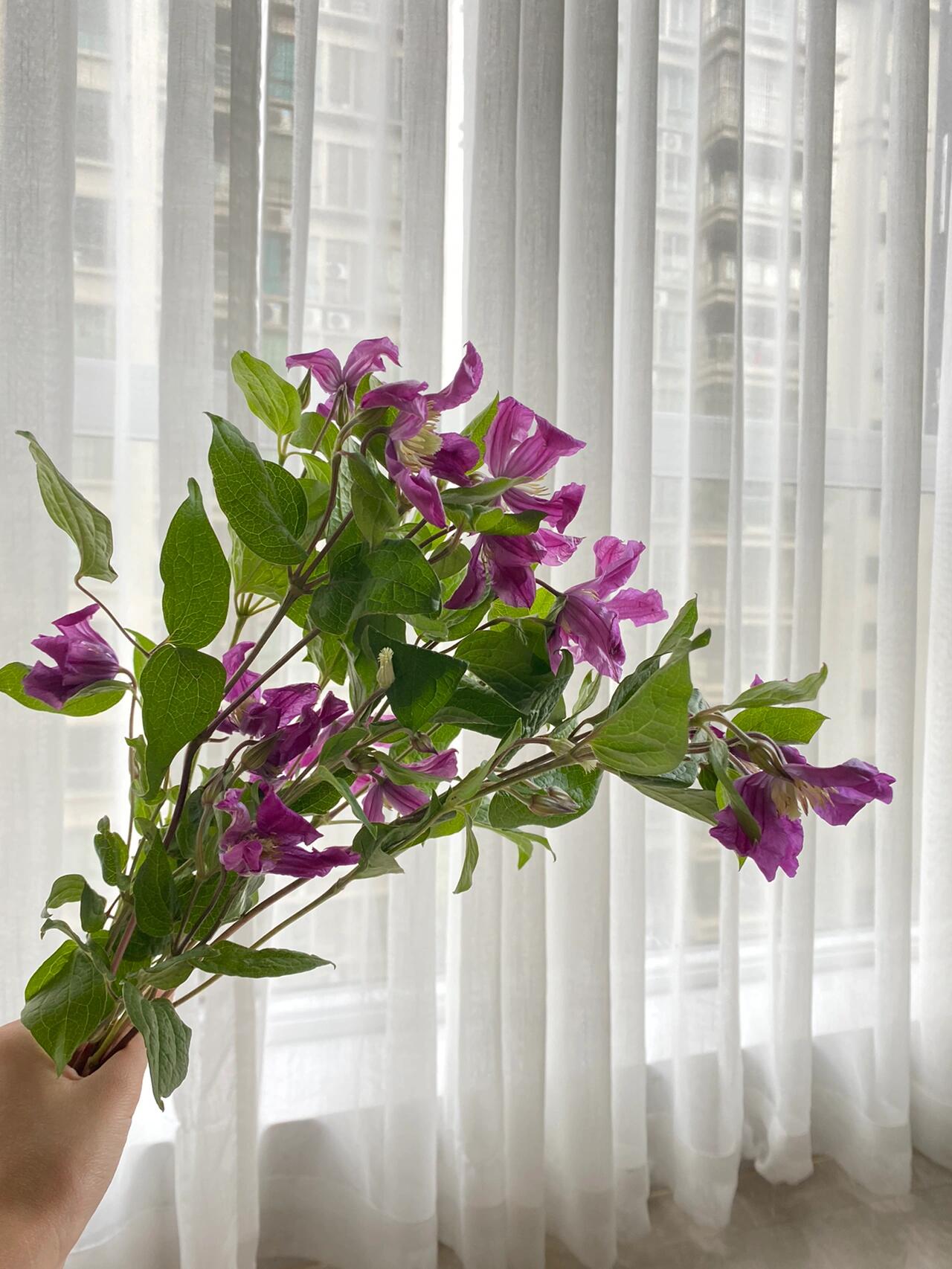 Clematis ‘’Inspiration|灵感‘’
