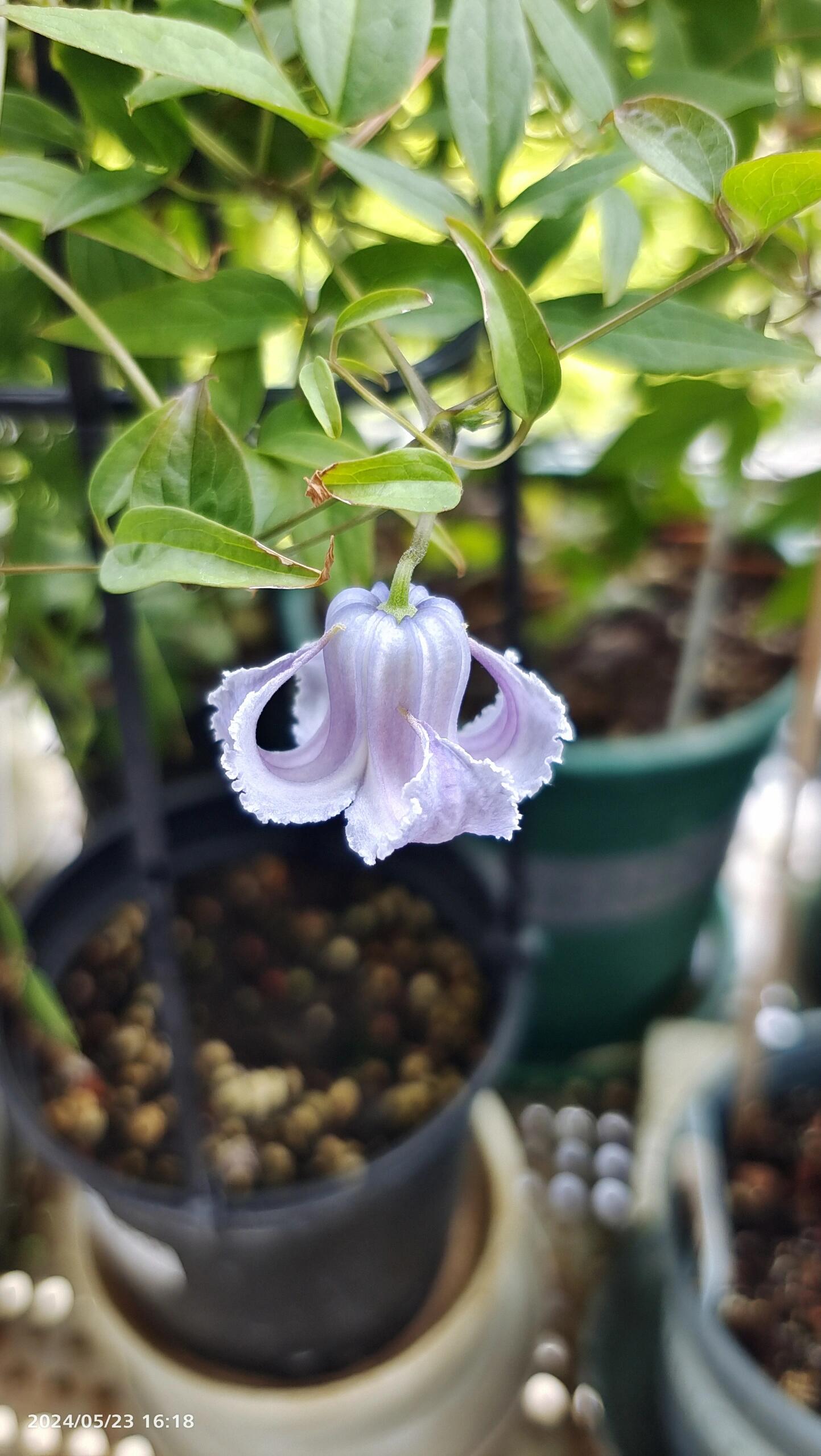 Blue Octopus Clematis ‘’クリスパ・エンジェル| Crispa Angel| 克里斯帕天使| タコクレマチス‘’