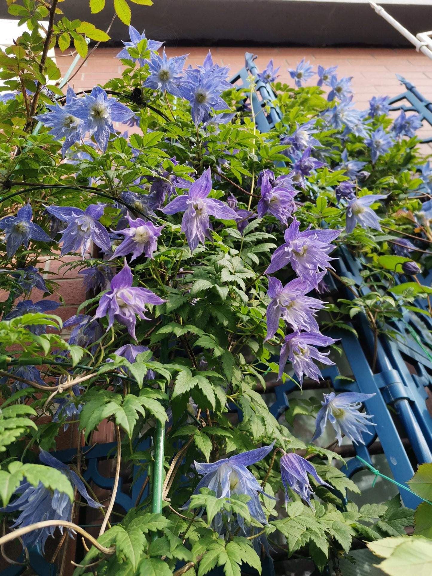 Clematis ‘’Maidwell Hall|梅德维尔‘’