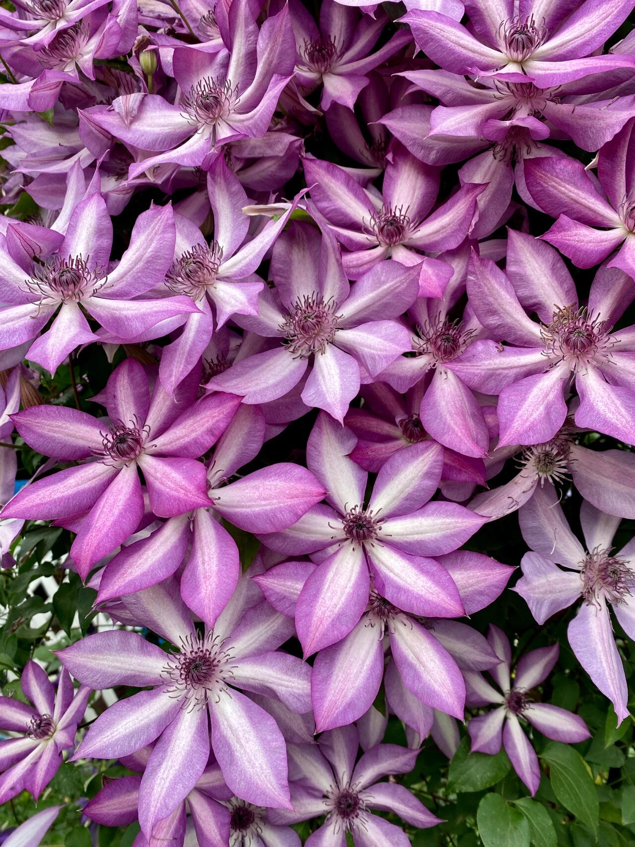 Clematis ‘’Lizard|トカゲ |蜥蜴 ‘’