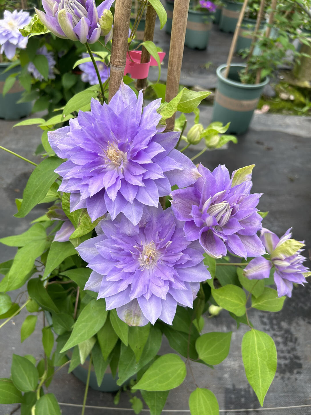 Clematis ‘’Diamond Bal| 钻石球‘’