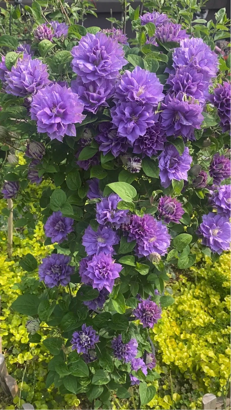 Clematis ''Enku|円空''