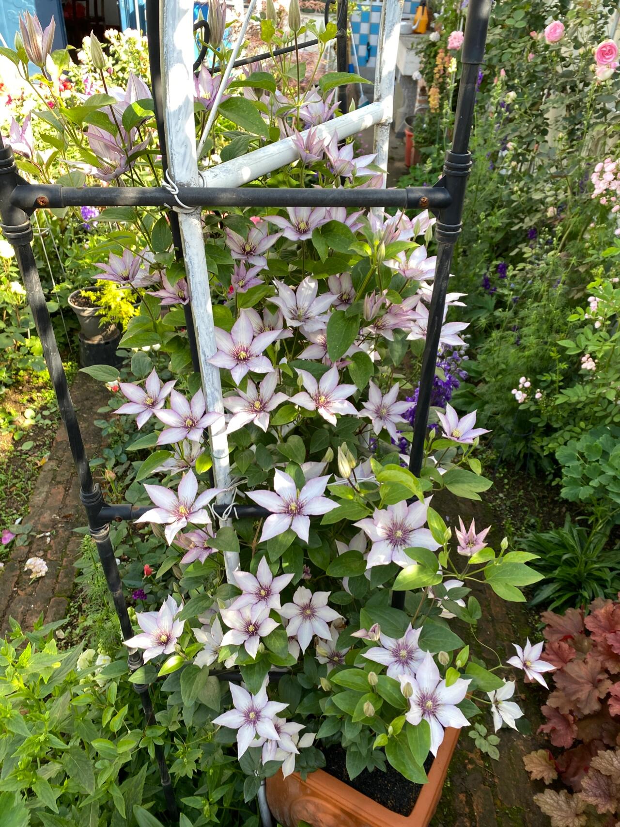 Clematis ‘’Samaritan Jo| 撒马利亚乔‘’