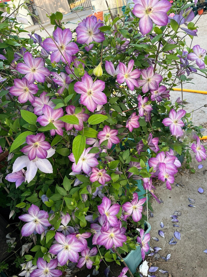 Clematis ‘’Pernille| 佩莱尼‘’