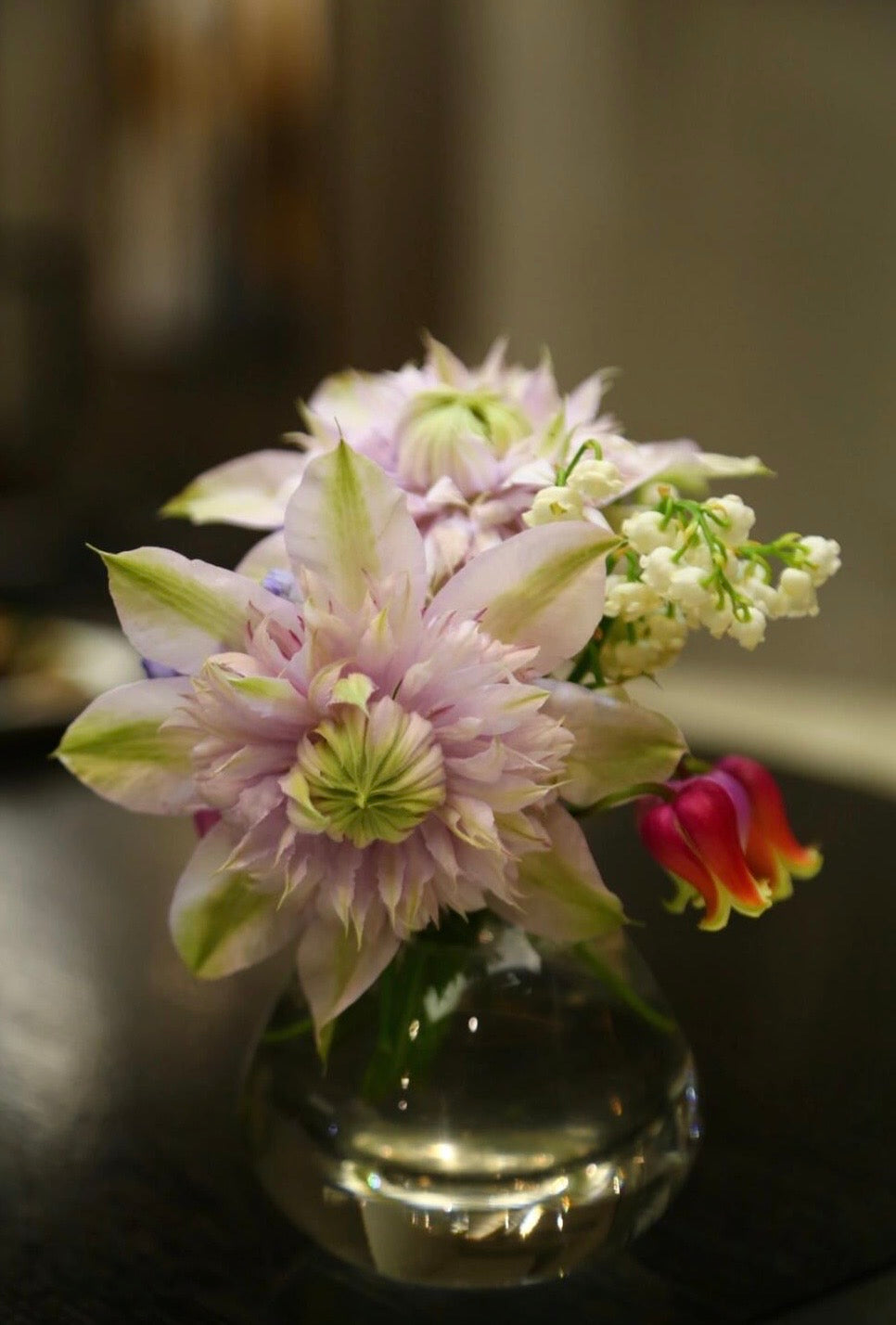 Clematis ‘’Moonglow|月華|Gekka| 月华‘’
