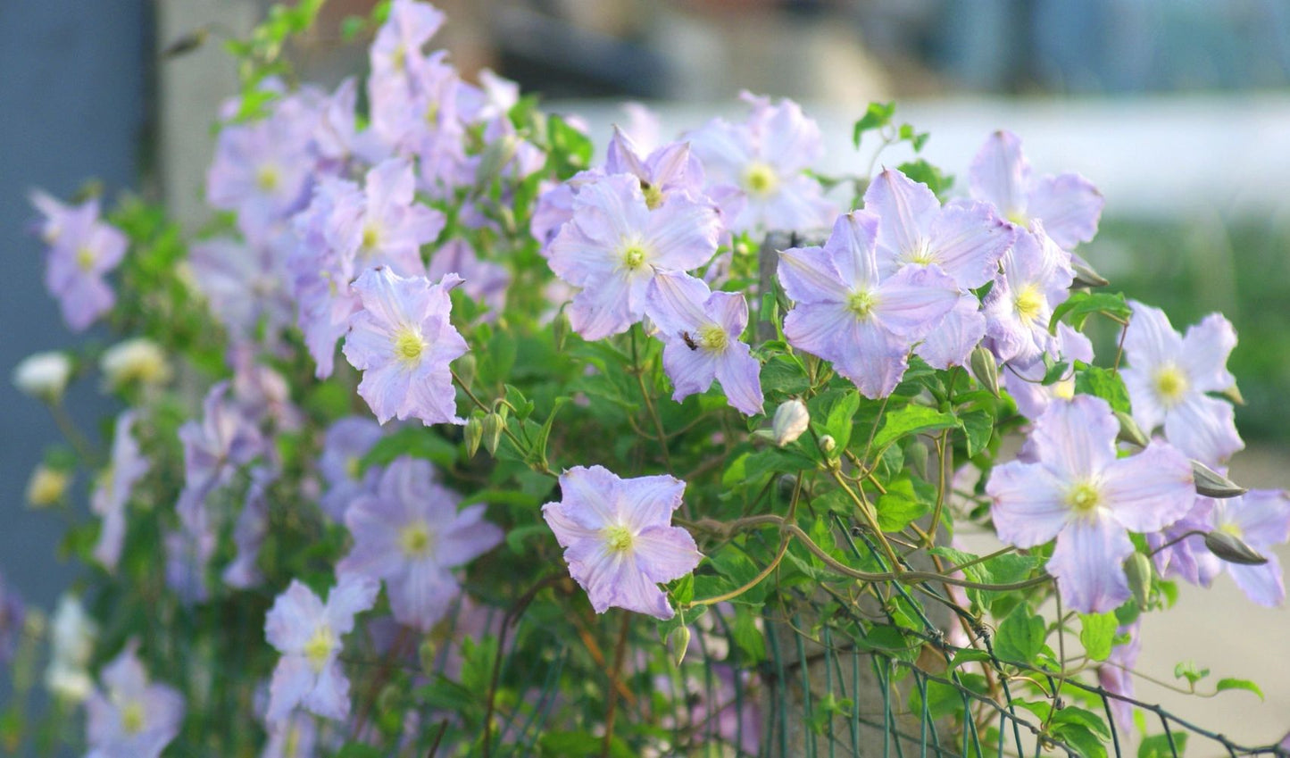 Clematis ‘’Blue Angel| あおてんし |蓝天使‘’