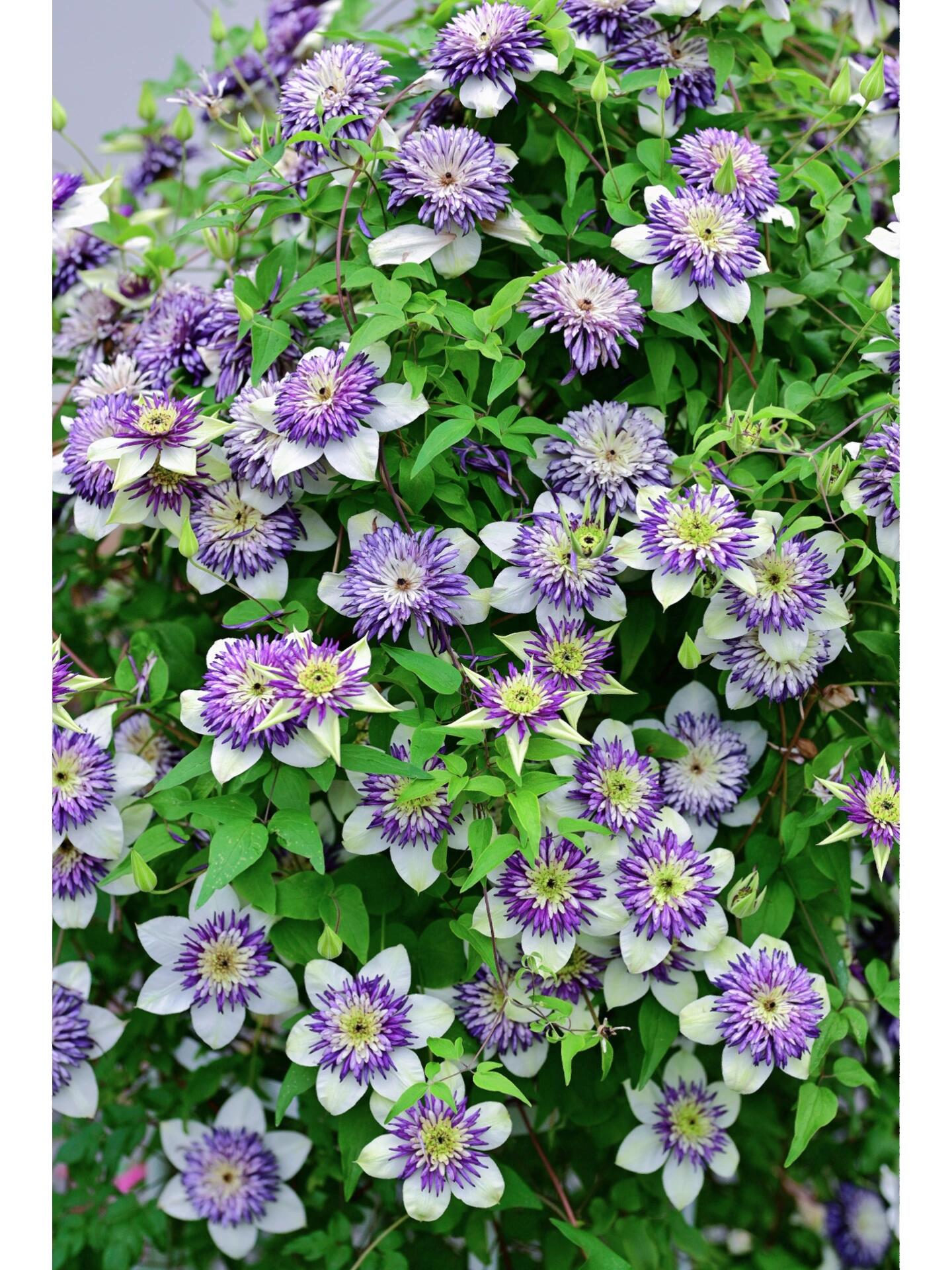 Clematis ‘’New Viennetta|千层雪| 新幻紫‘’