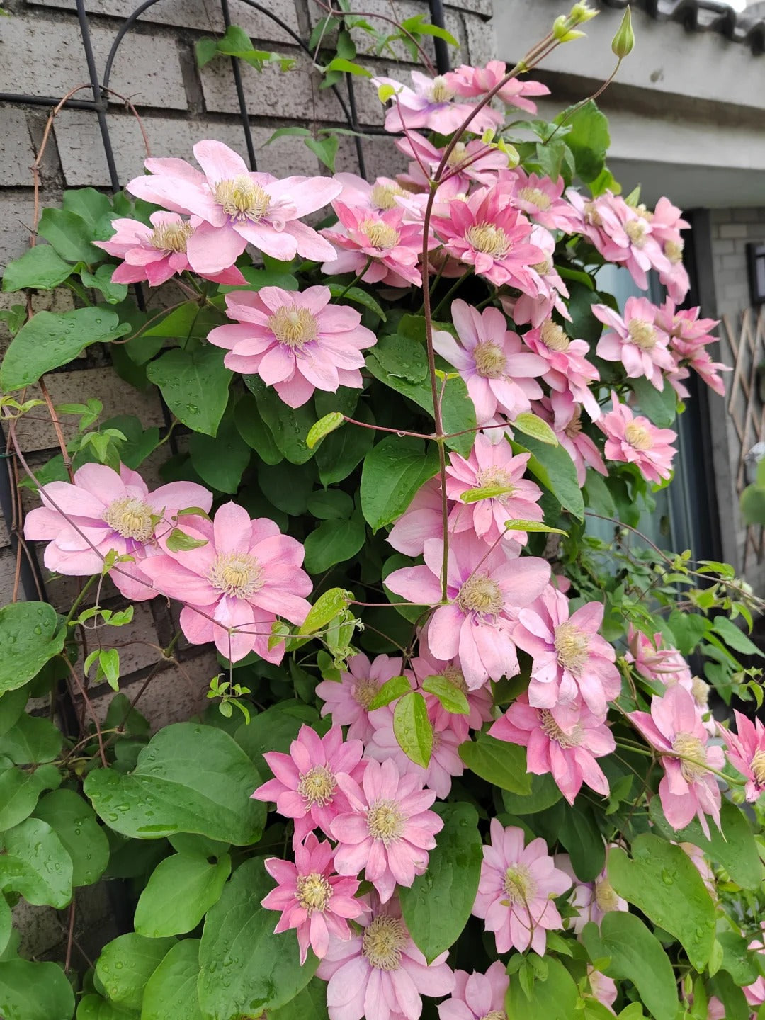 Clematis ‘’Little Mermaid | 小美人鱼‘’