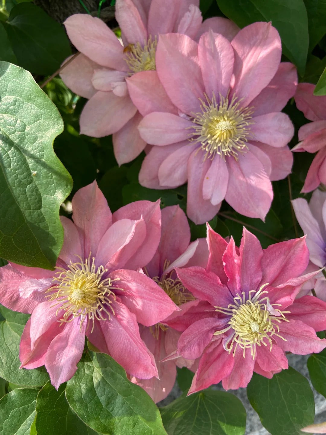 Clematis ‘’Little Mermaid | 小美人鱼‘’