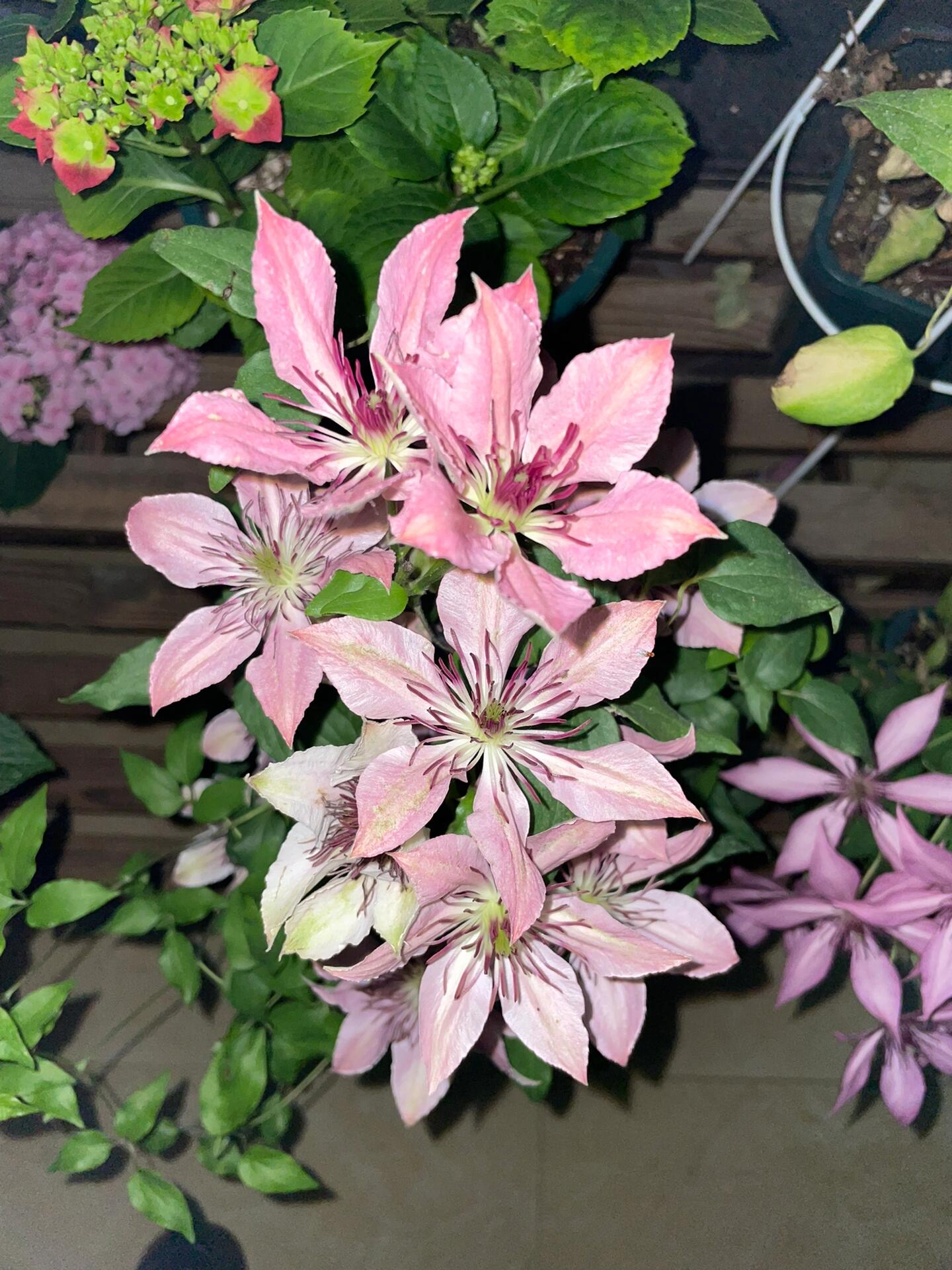 Clematis ''Giselle |吉赛尔''