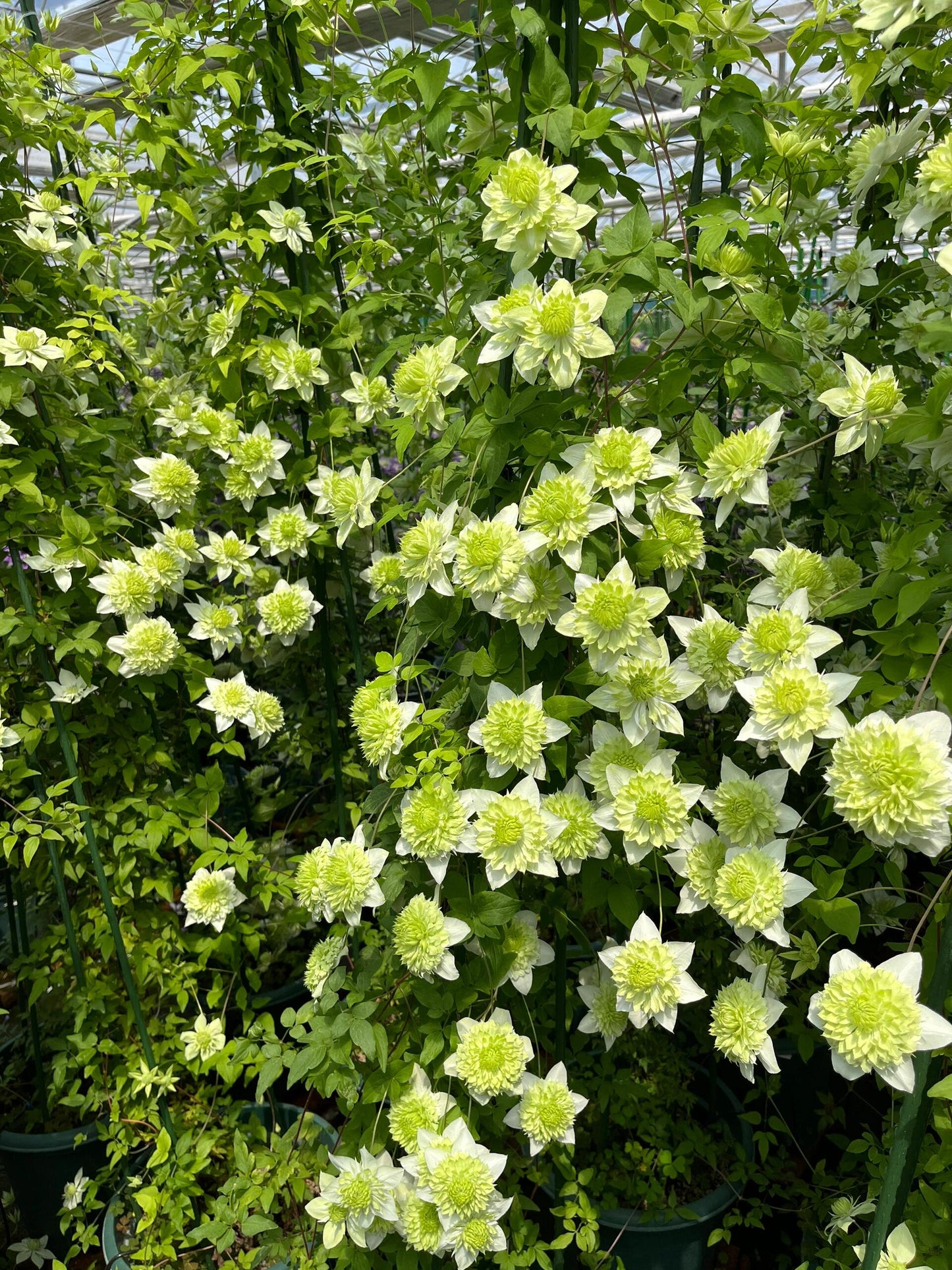 Clematis ''Alba Plenal | 白万重''-小绿| 绿玉