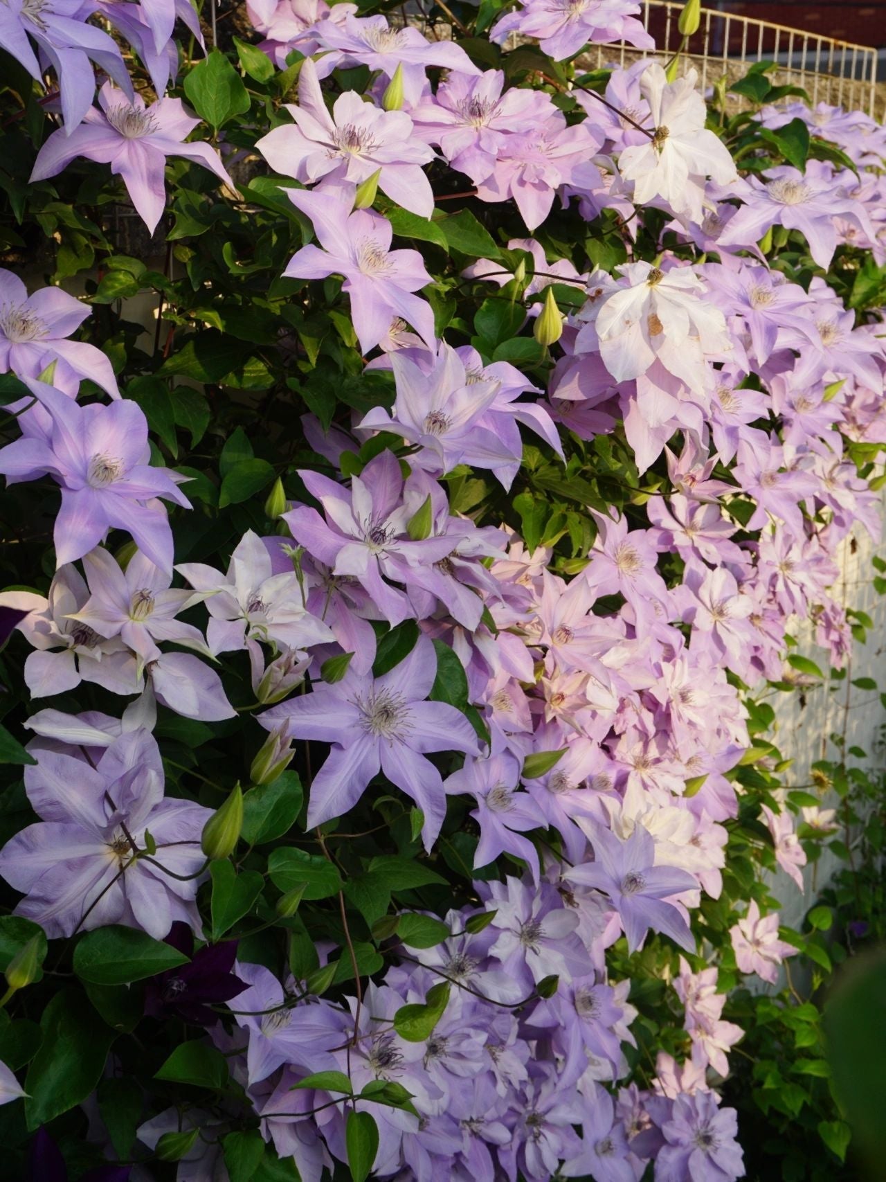 Clematis ‘’Reflections|倒影‘’