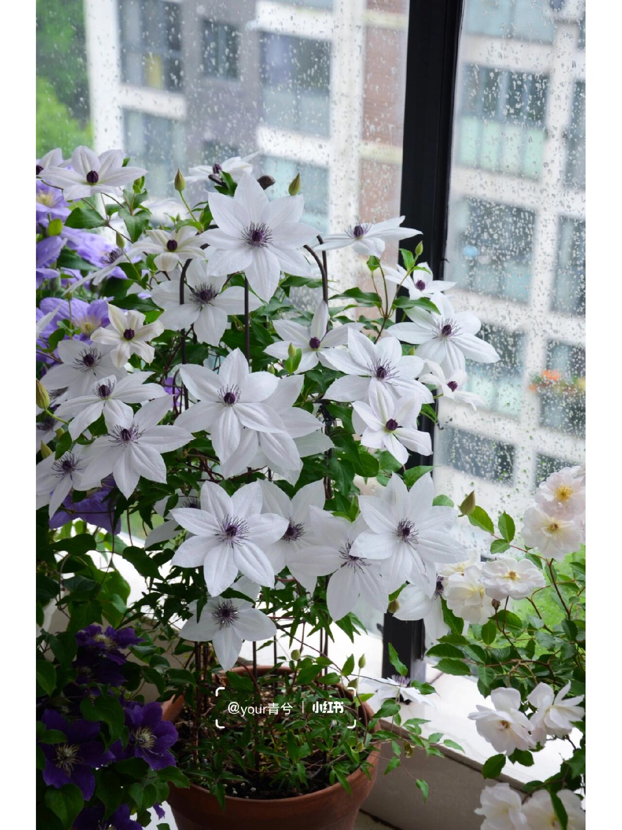 Rare Clematis ‘’Guizi|摫子‘’