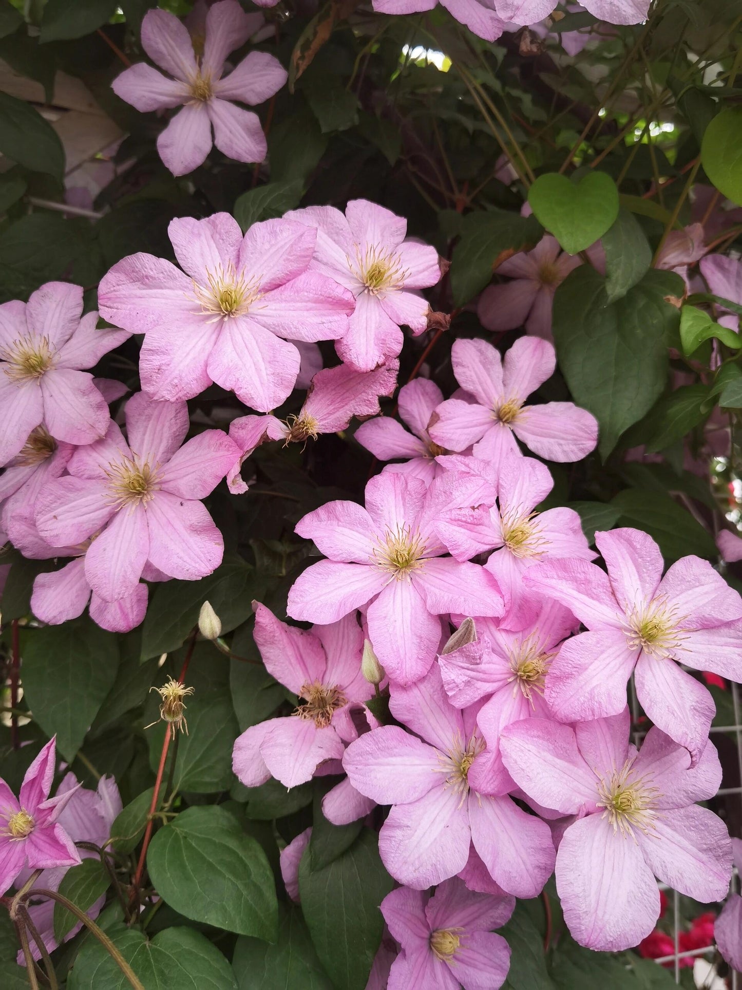Clematis ‘’Comtesse de Bouchaud| 包查德 女侯爵‘’