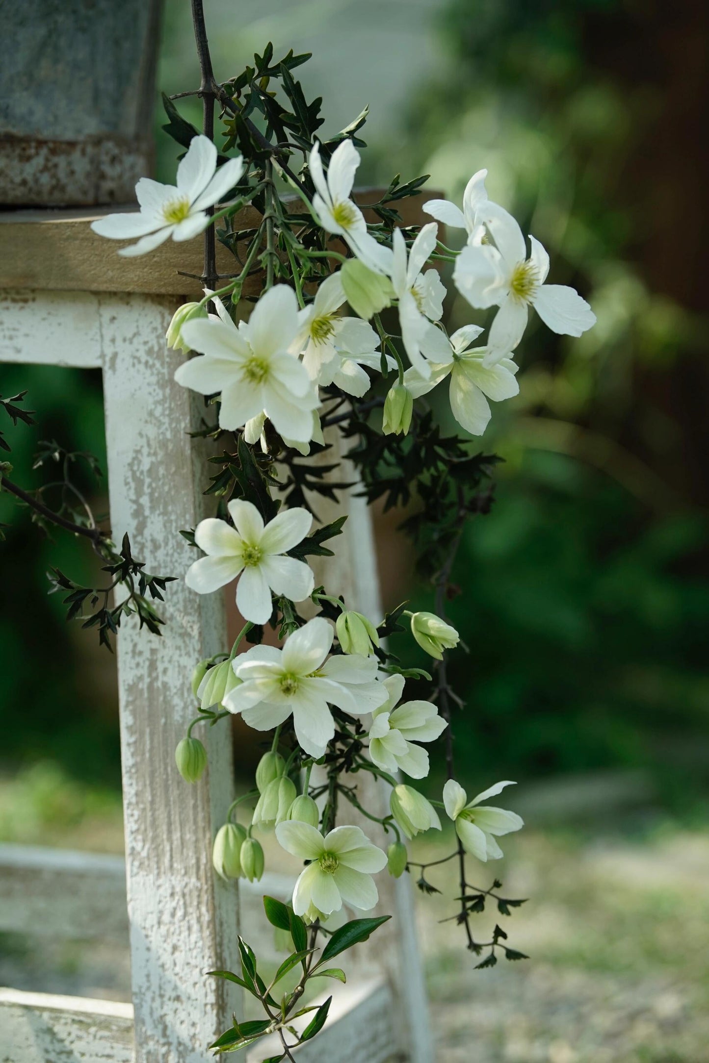 Clematis ‘’Avalanche|雪崩‘’
