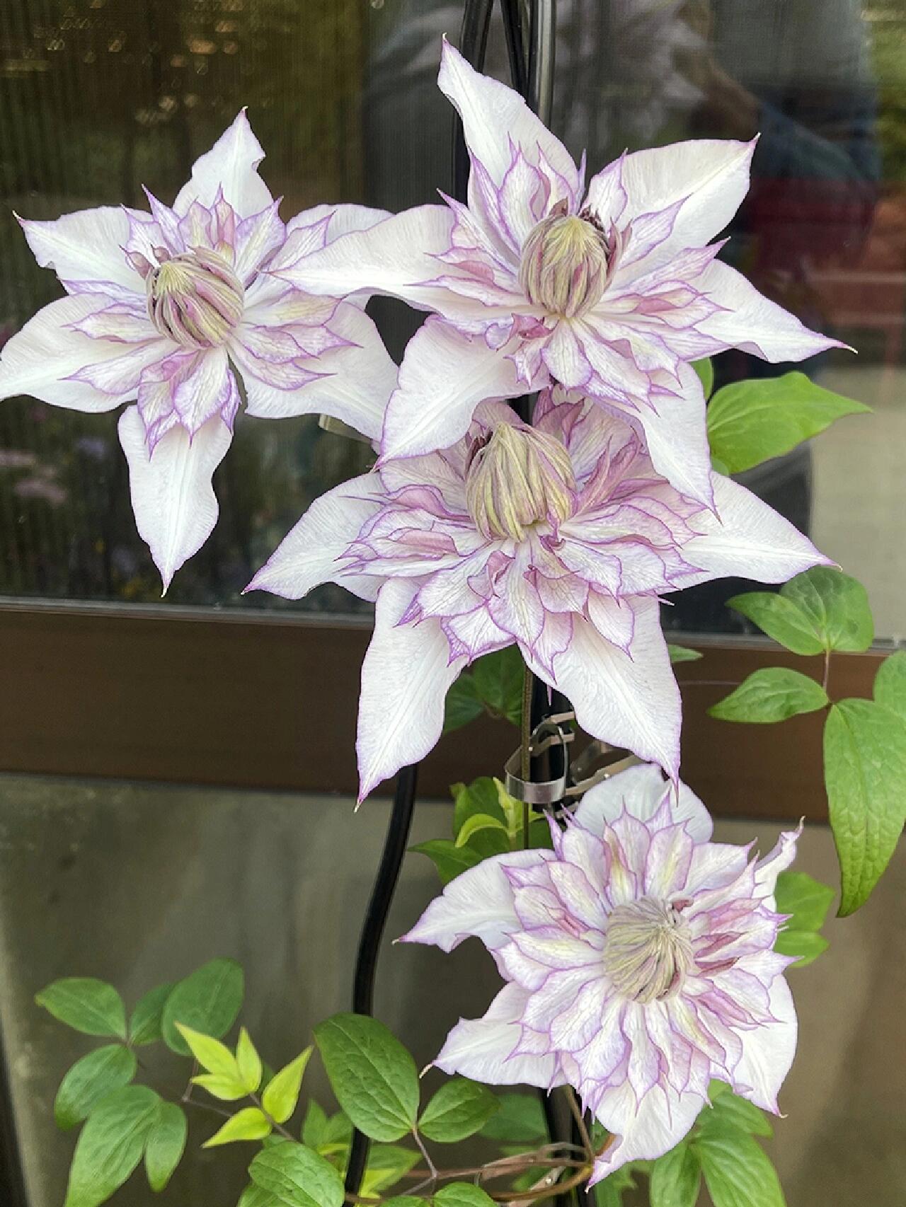 Clematis ‘’Lady Kyoko | レディ・キョウコ| 恭子小姐 ‘’