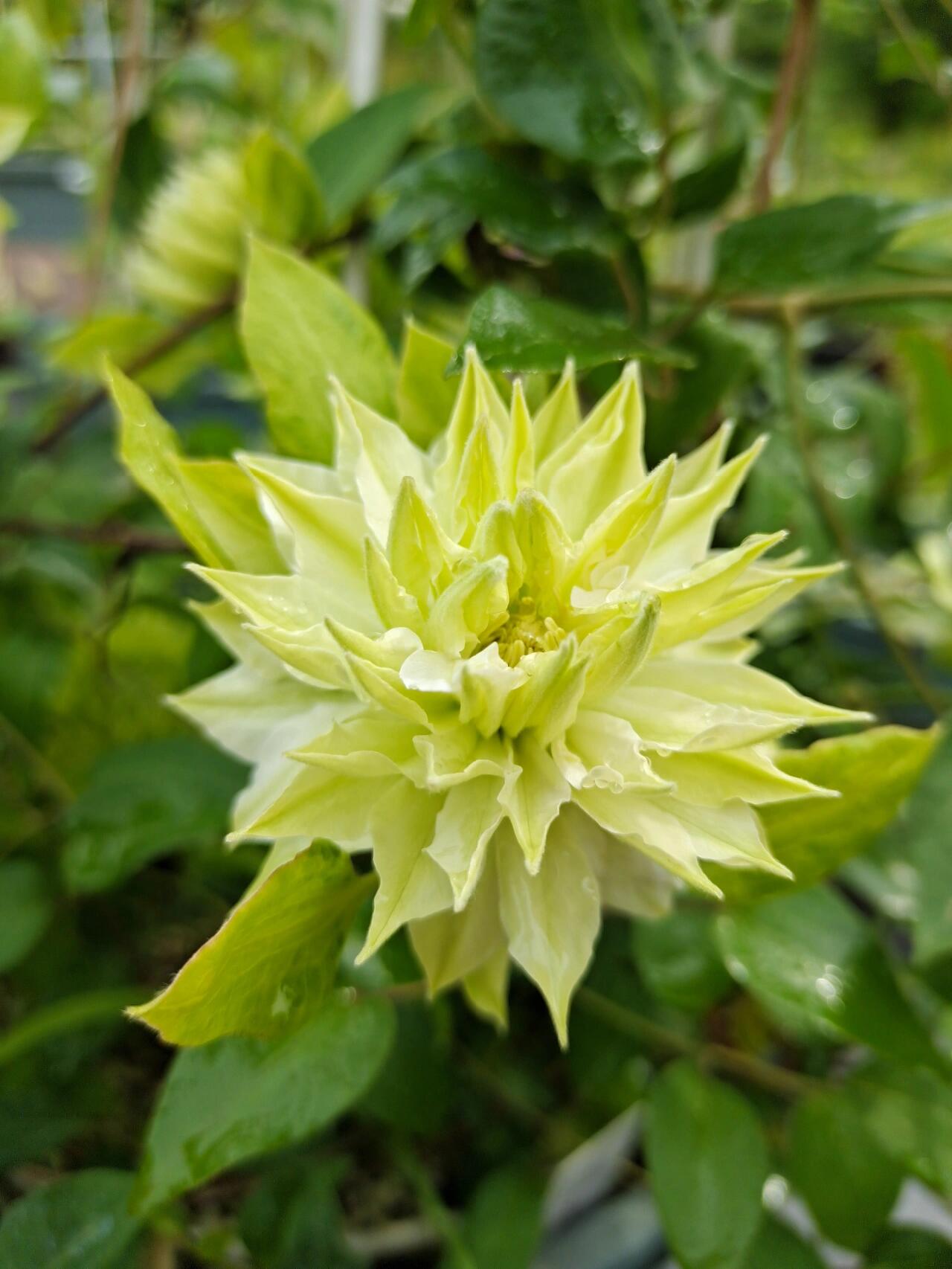 Clematis - ‘’Sen no kaze|千の風|风之森林‘’