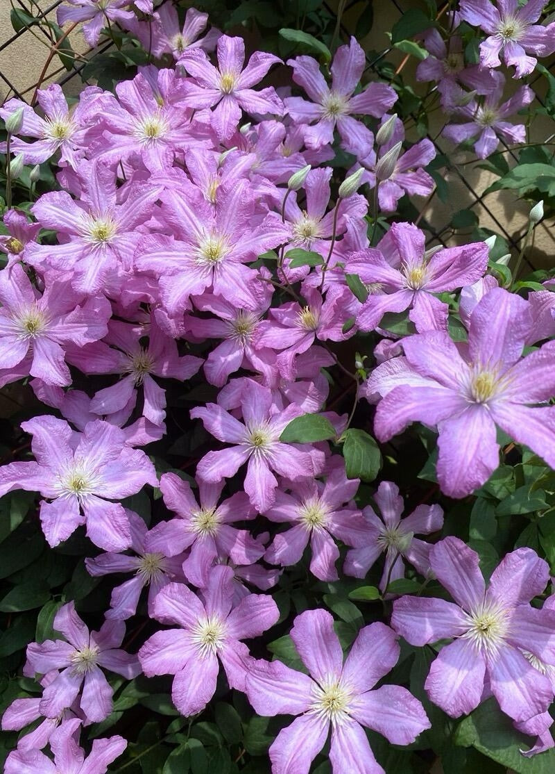 Clematis ‘’Comtesse de Bouchaud| 包查德 女侯爵‘’