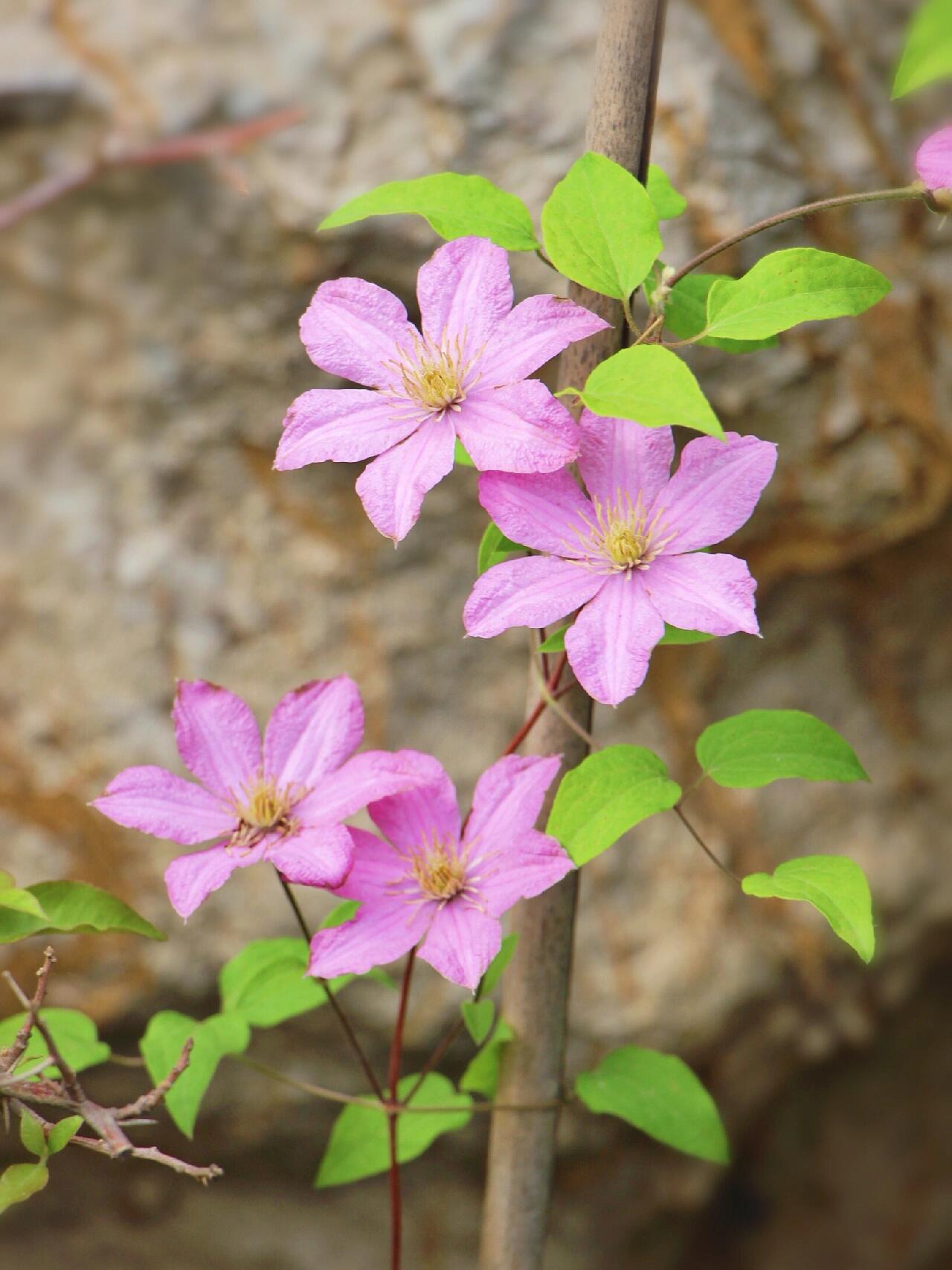 Clematis ‘’Comtesse de Bouchaud| 包查德 女侯爵‘’