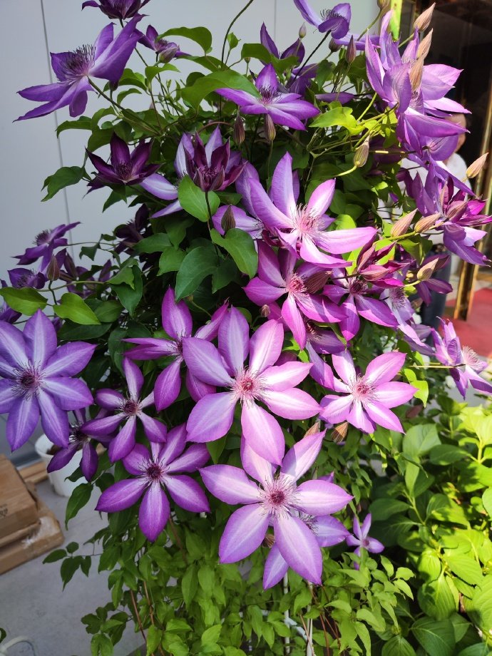 Clematis ‘’Lizard|トカゲ |蜥蜴 ‘’