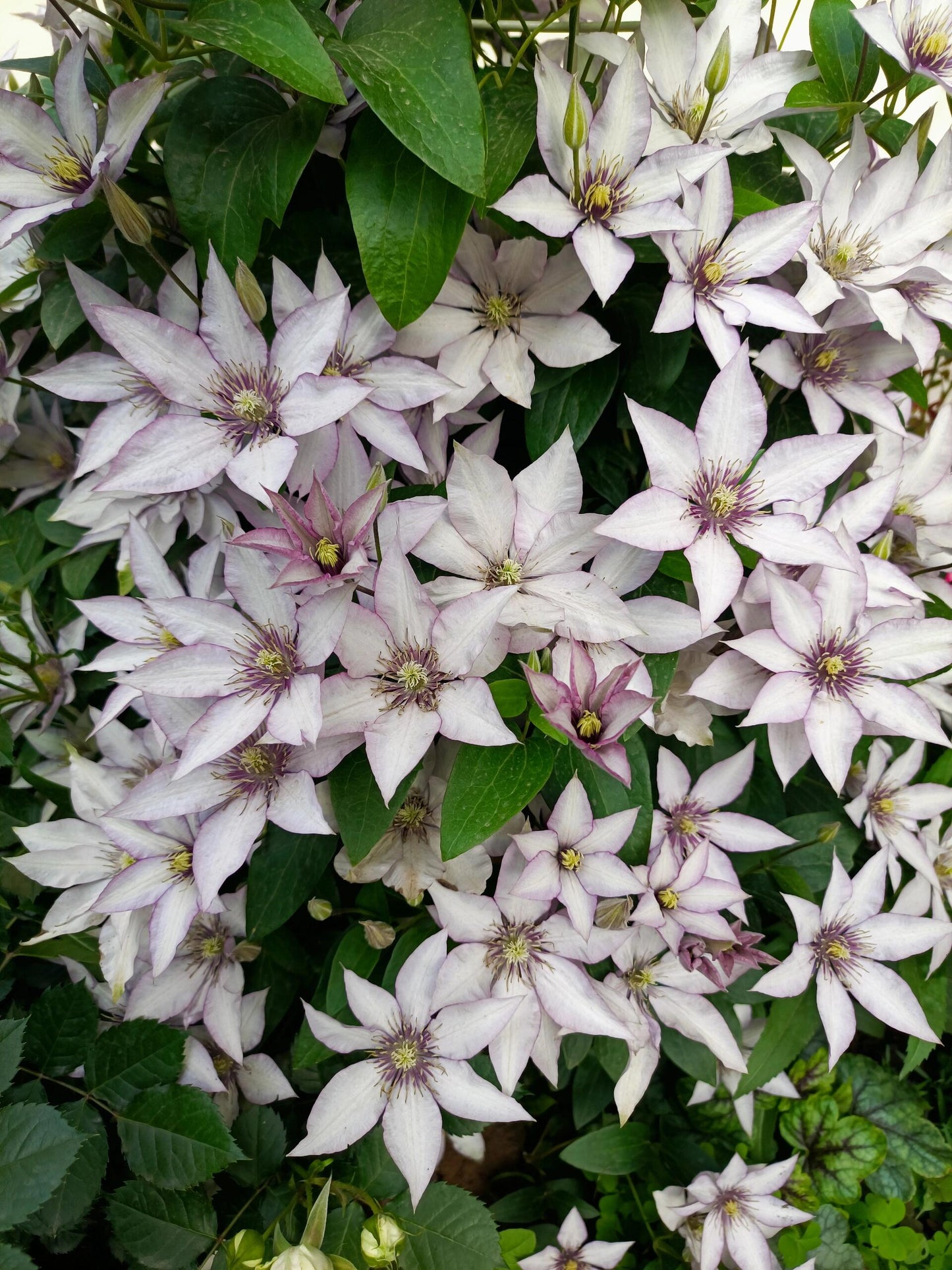Clematis ‘’Samaritan Jo| 撒马利亚乔‘’