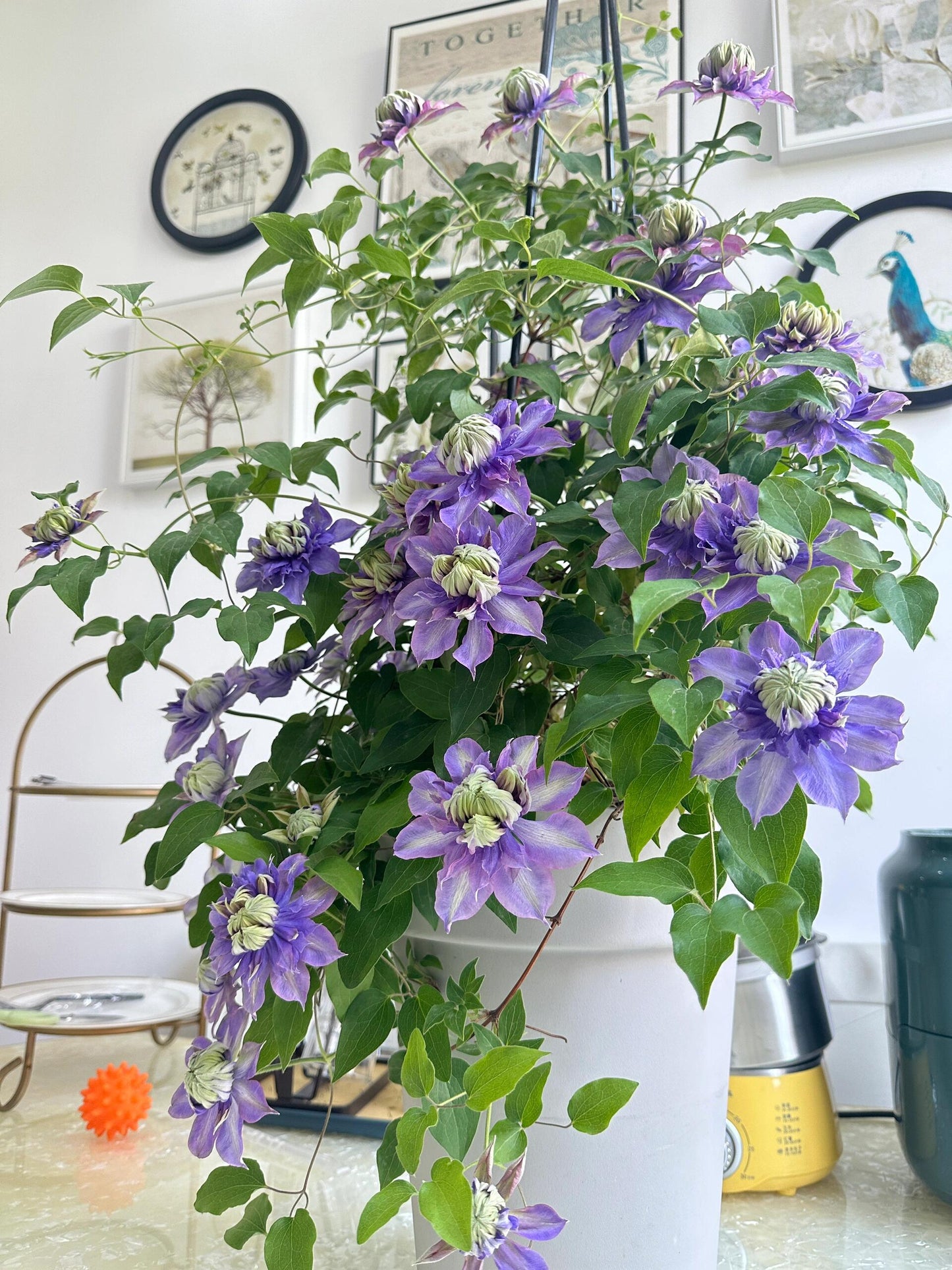 Clematis ''Magic Fountain| 魔法喷泉''