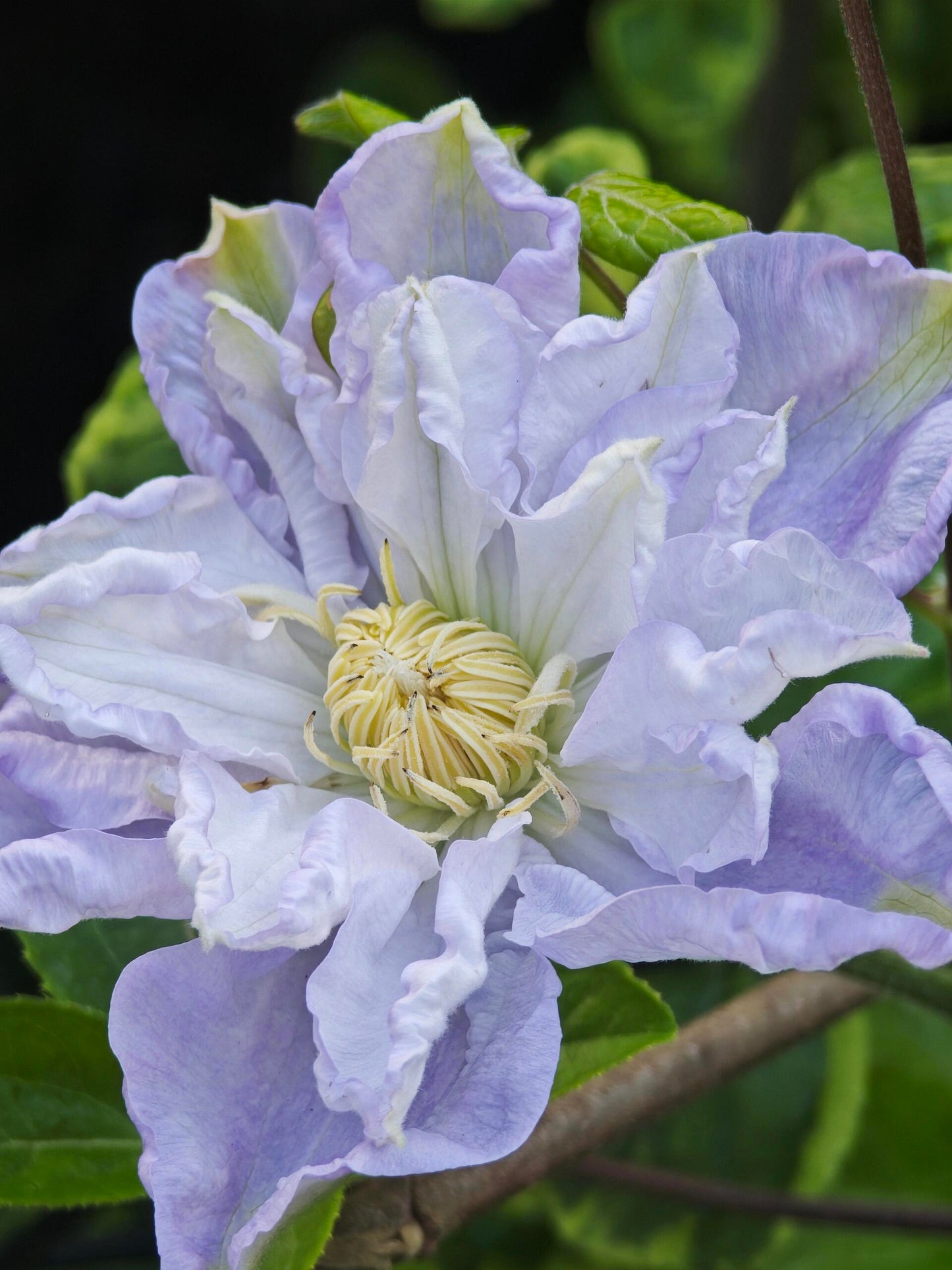 Clematis ‘’Veronica's choice|维罗妮卡的选择‘’