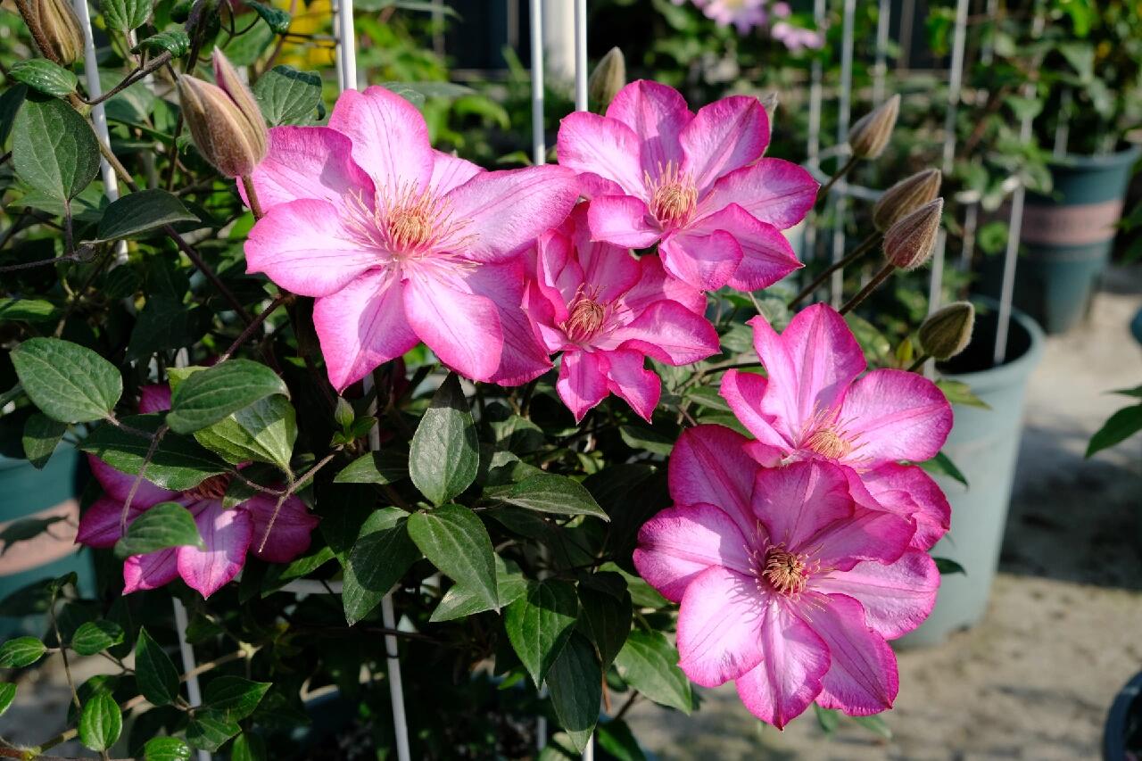 Clematis ‘’Liberty|解放‘’