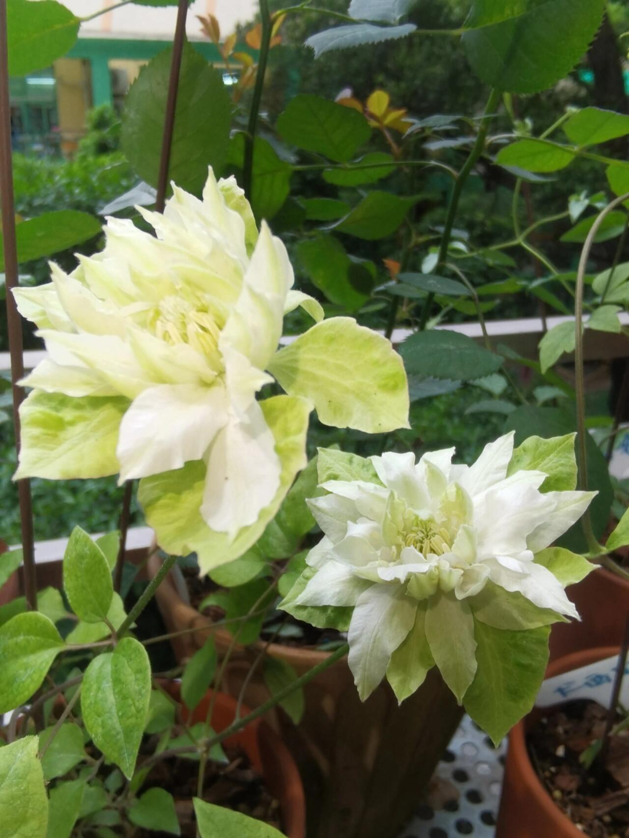 Clematis ‘’Midori |美登利 ‘’