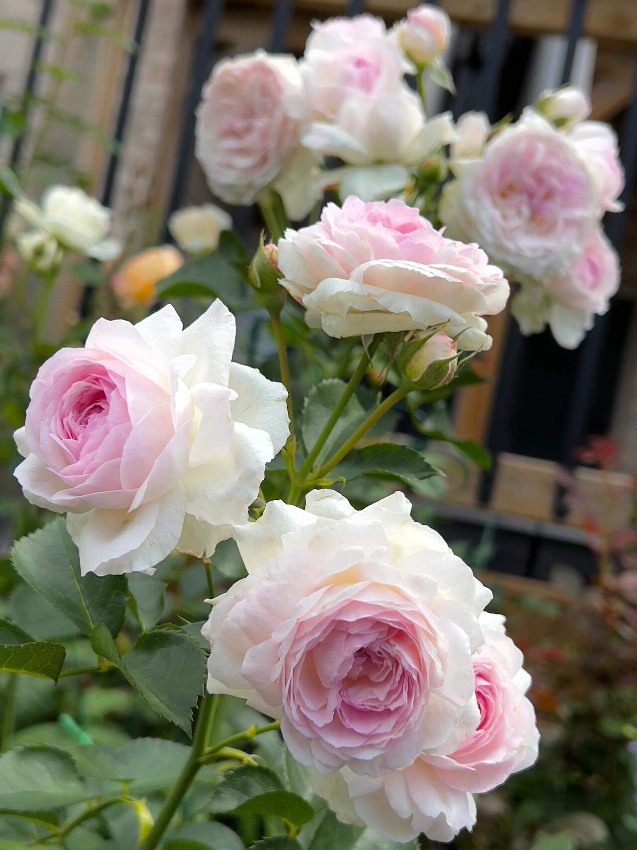 Rose【Vesalius】-1.5 Gal OwnRoot LivePlant|Prolific Bloomer|Abundant Blooms|Strong Fragrance|萨维里|Bun-shaped Petals|Tall Growth|Upright Habit