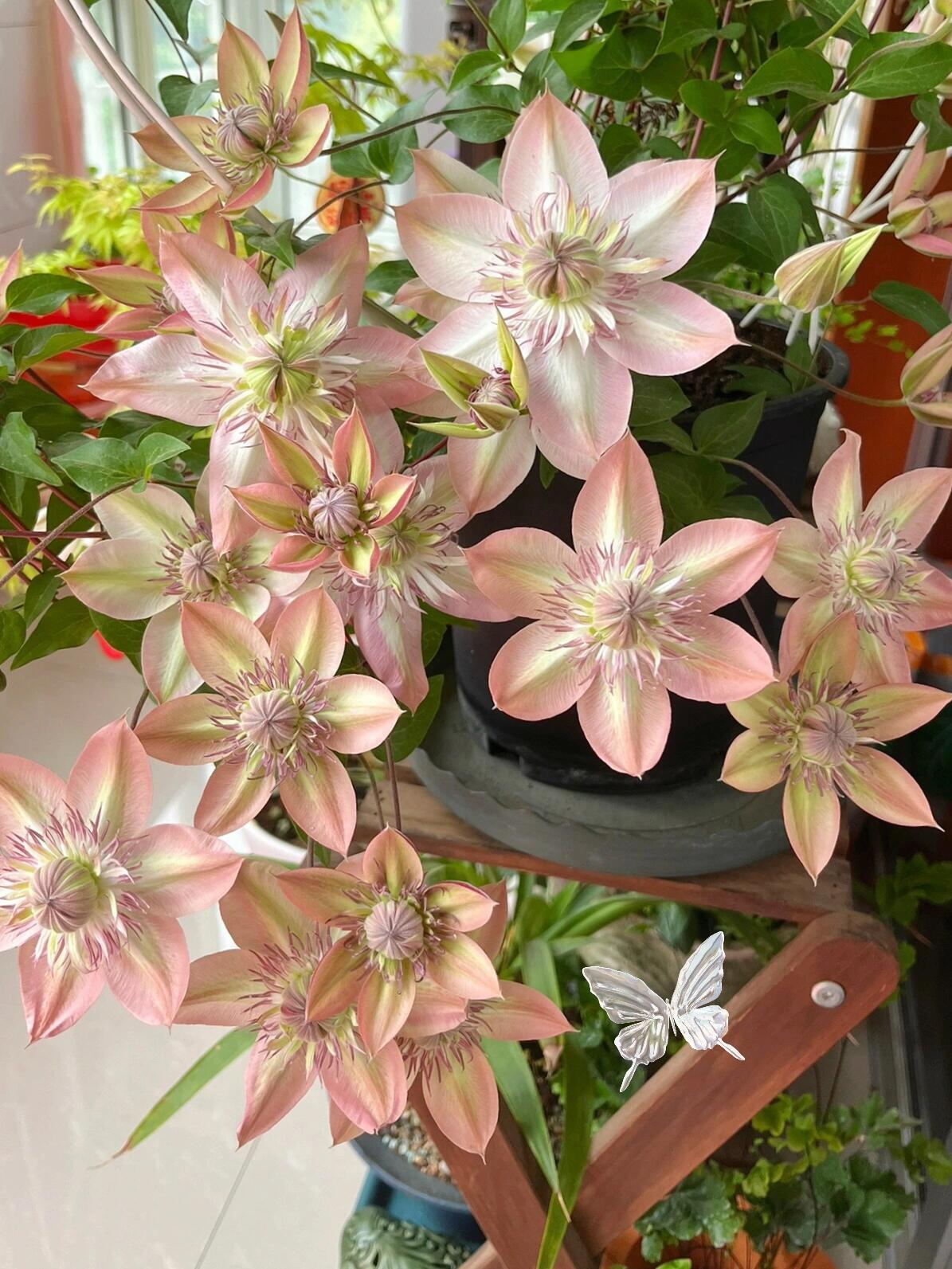 Clematis ''Shamshe |昼の天使| 昼天使| 桃万重''