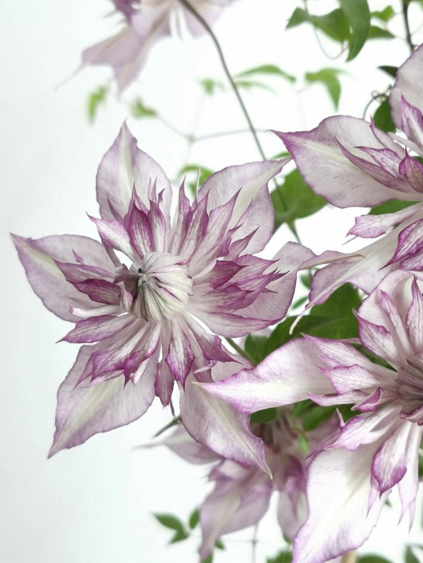 Clematis ‘’Lady Kyoko | レディ・キョウコ| 恭子小姐 ‘’