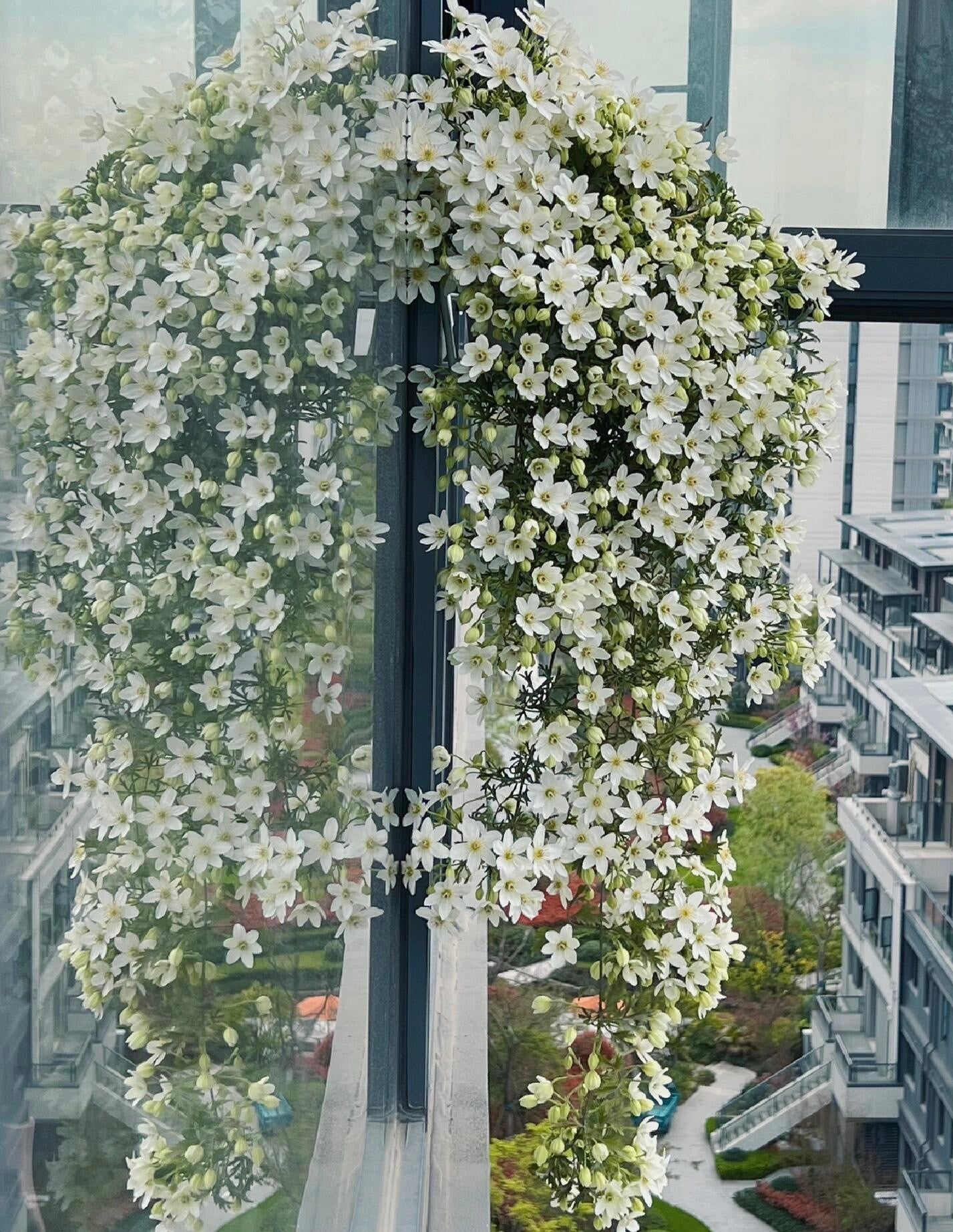 Clematis ‘’Joe|银币‘’