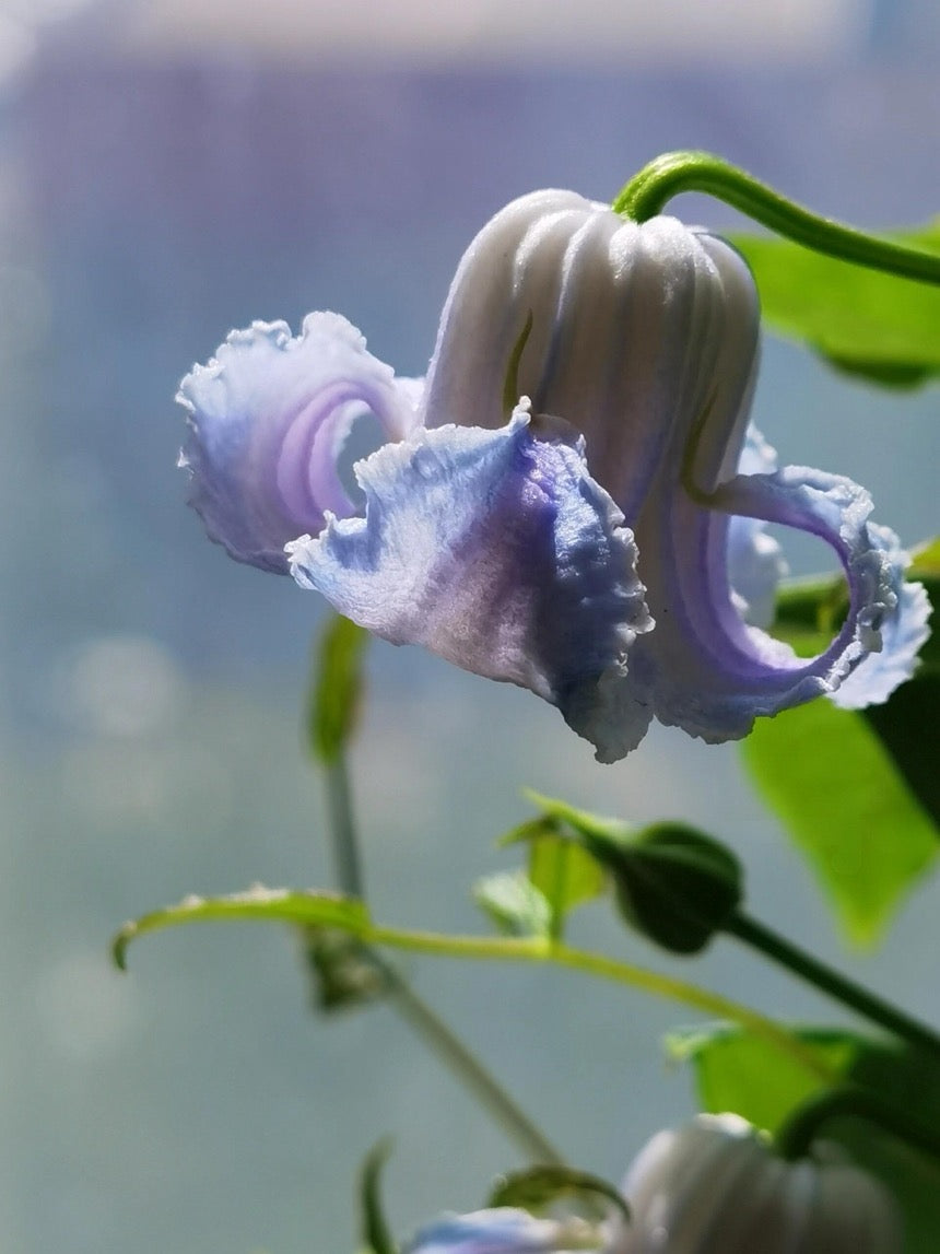 Blue Octopus Clematis ‘’クリスパ・エンジェル| Crispa Angel| 克里斯帕天使| タコクレマチス‘’