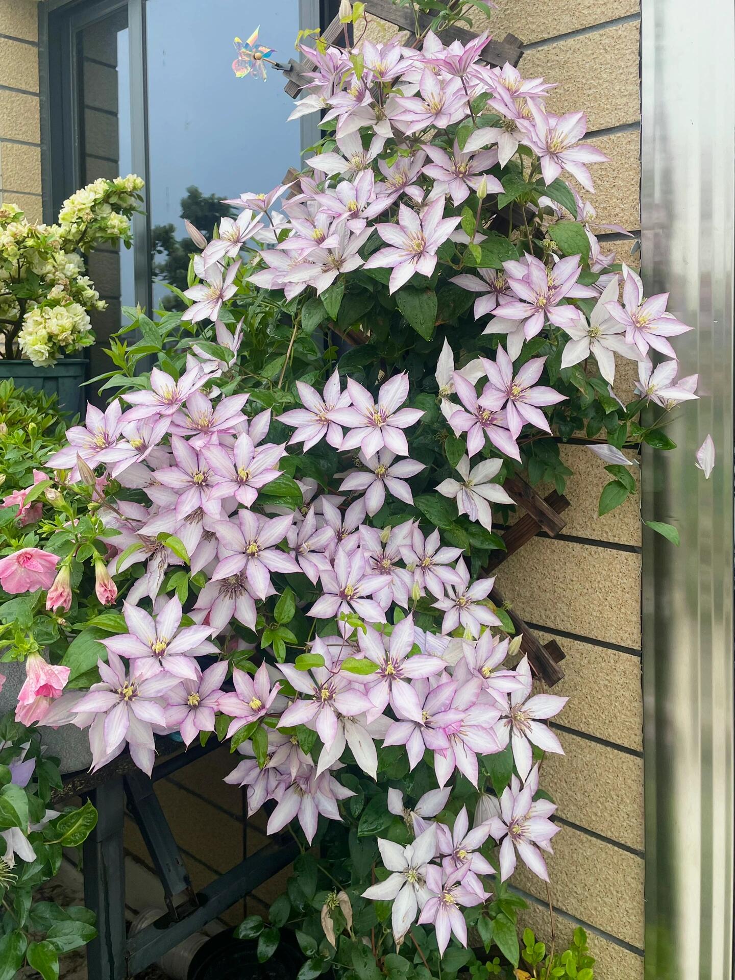 Clematis ‘’Samaritan Jo| 撒马利亚乔‘’