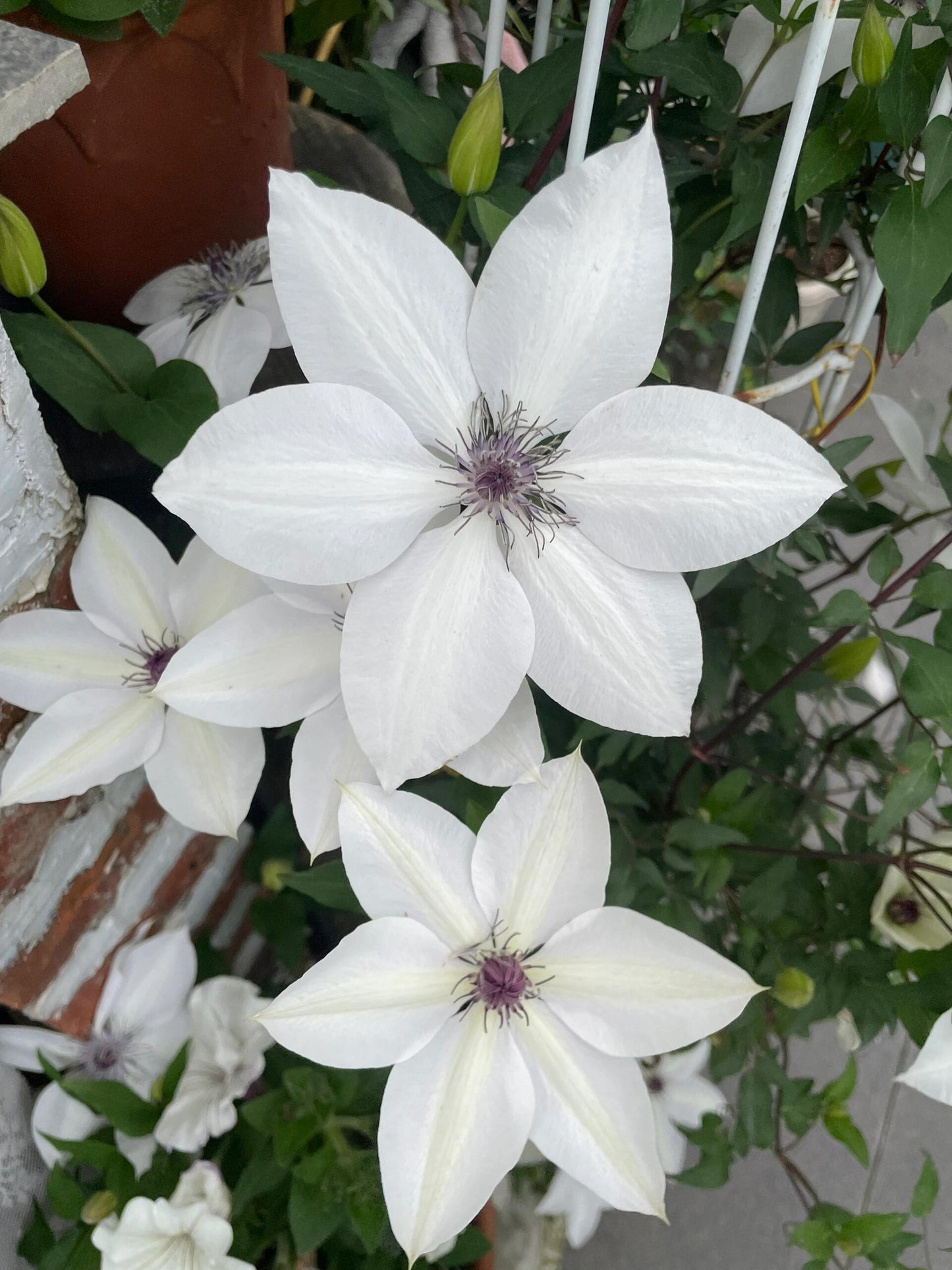 Rare Clematis ‘’Guizi|摫子‘’