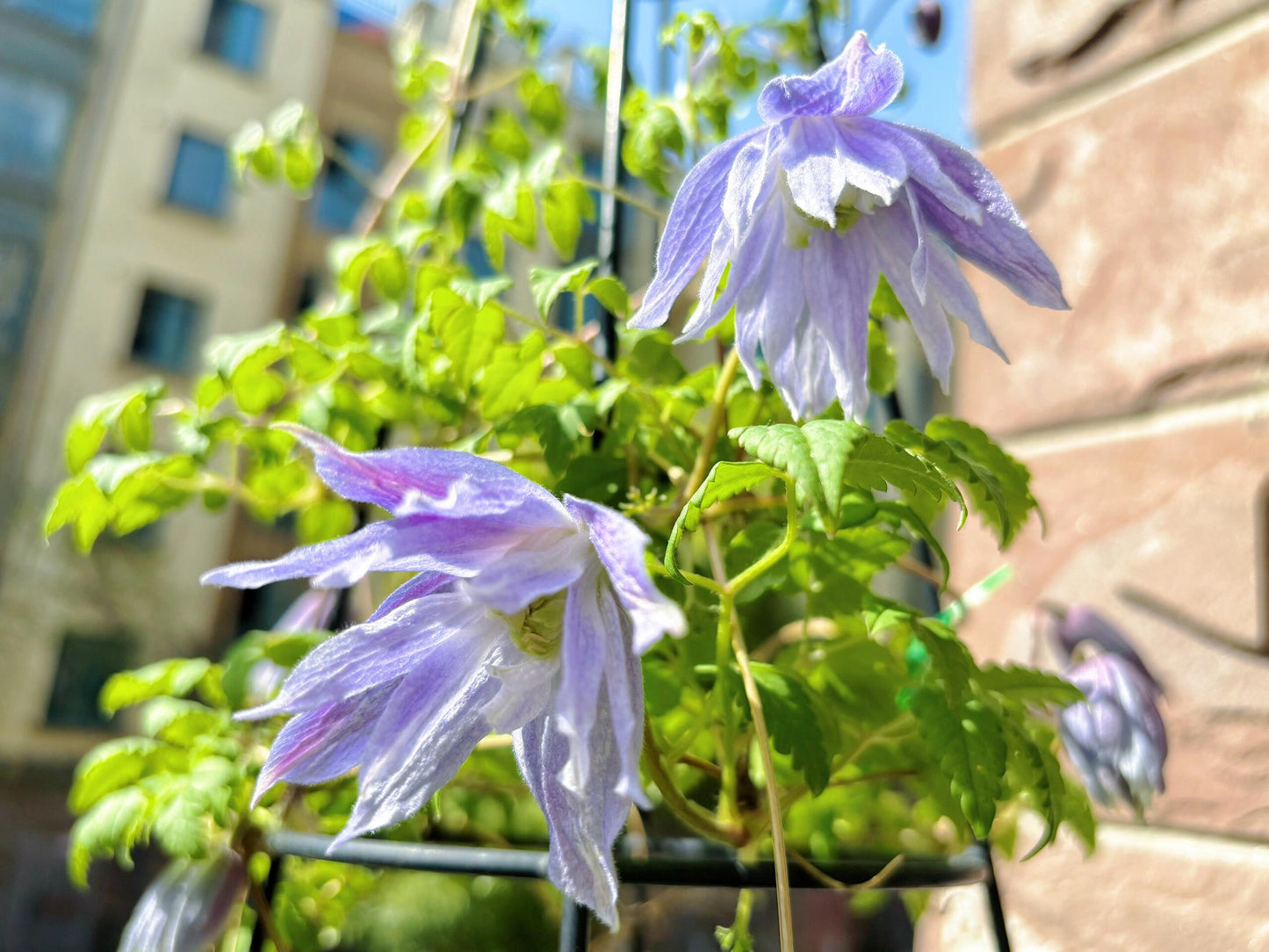Clematis ‘’Maidwell Hall|梅德维尔‘’