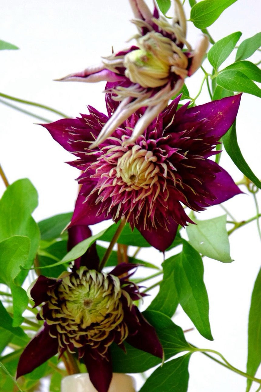Clematis ''Shishimaru | ししまる| 紫子丸''