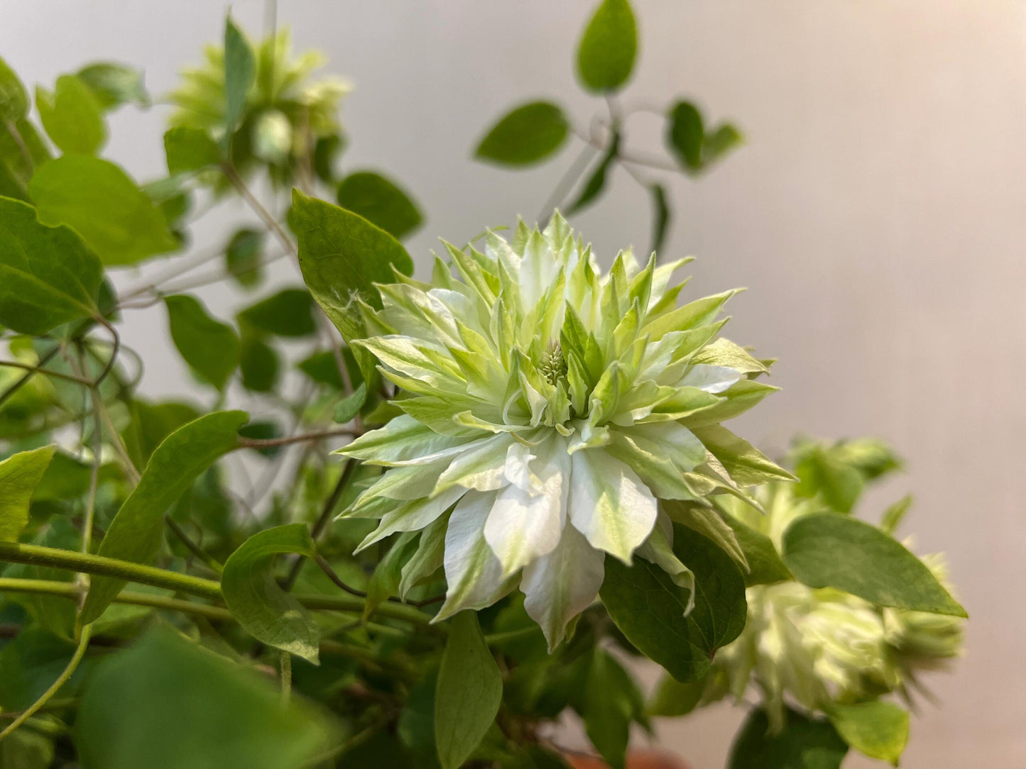Clematis - ‘’Sen no kaze|千の風|风之森林‘’