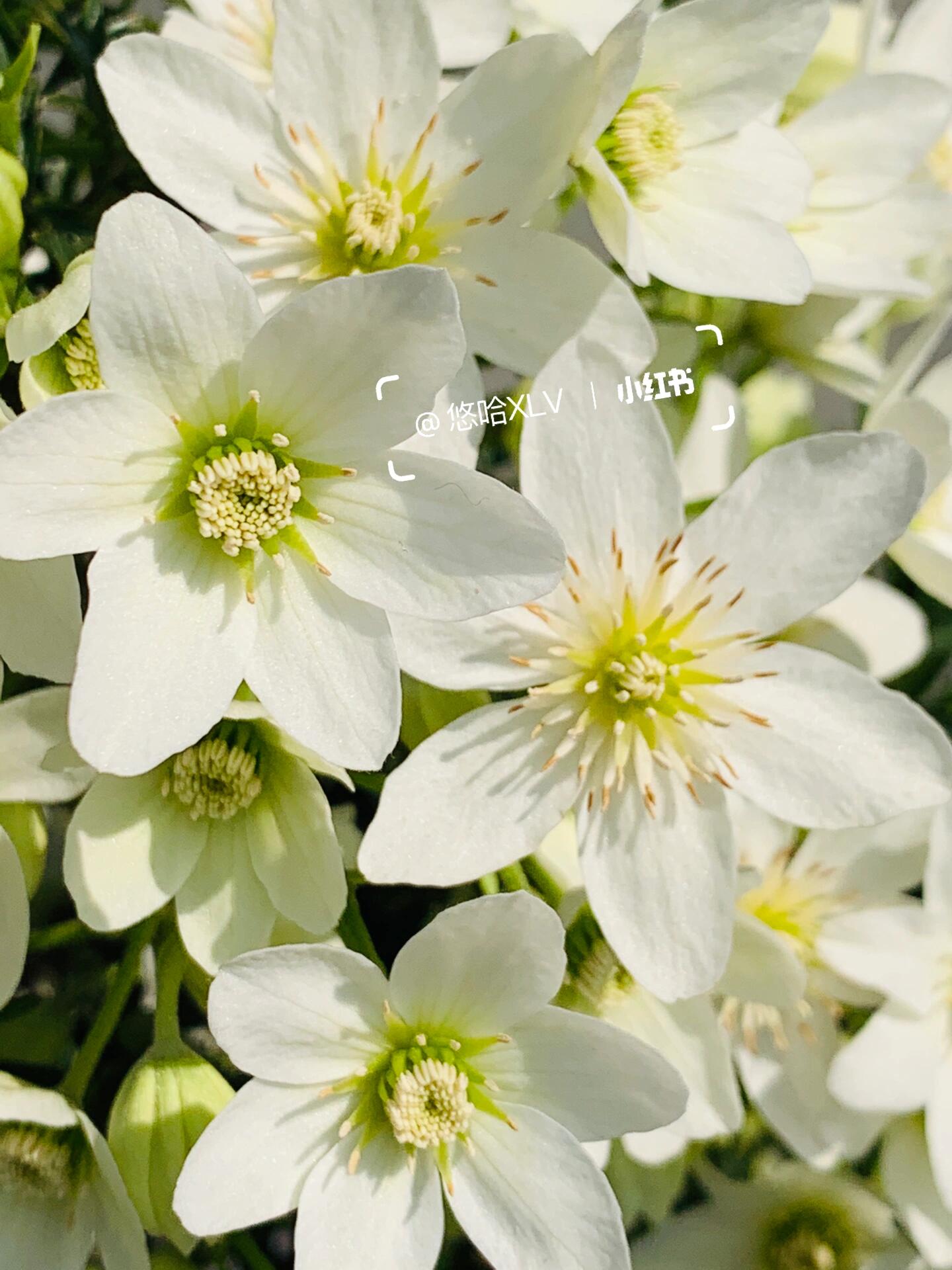 Clematis ‘’Joe|银币‘’