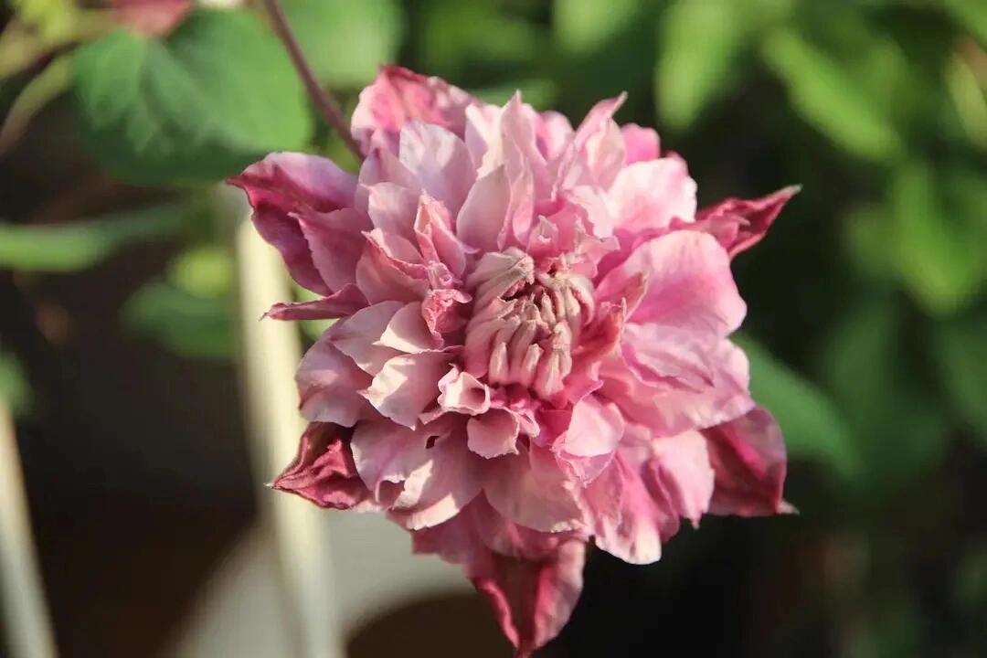Clematis ‘’Patricia Ann Fretwel|帕特丽夏‘’