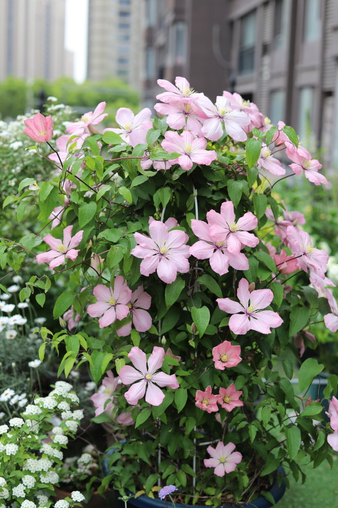 Clematis ‘’Ai-nor|爱诺露‘’