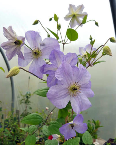 Clematis ‘’Sea Breeze|海风‘’