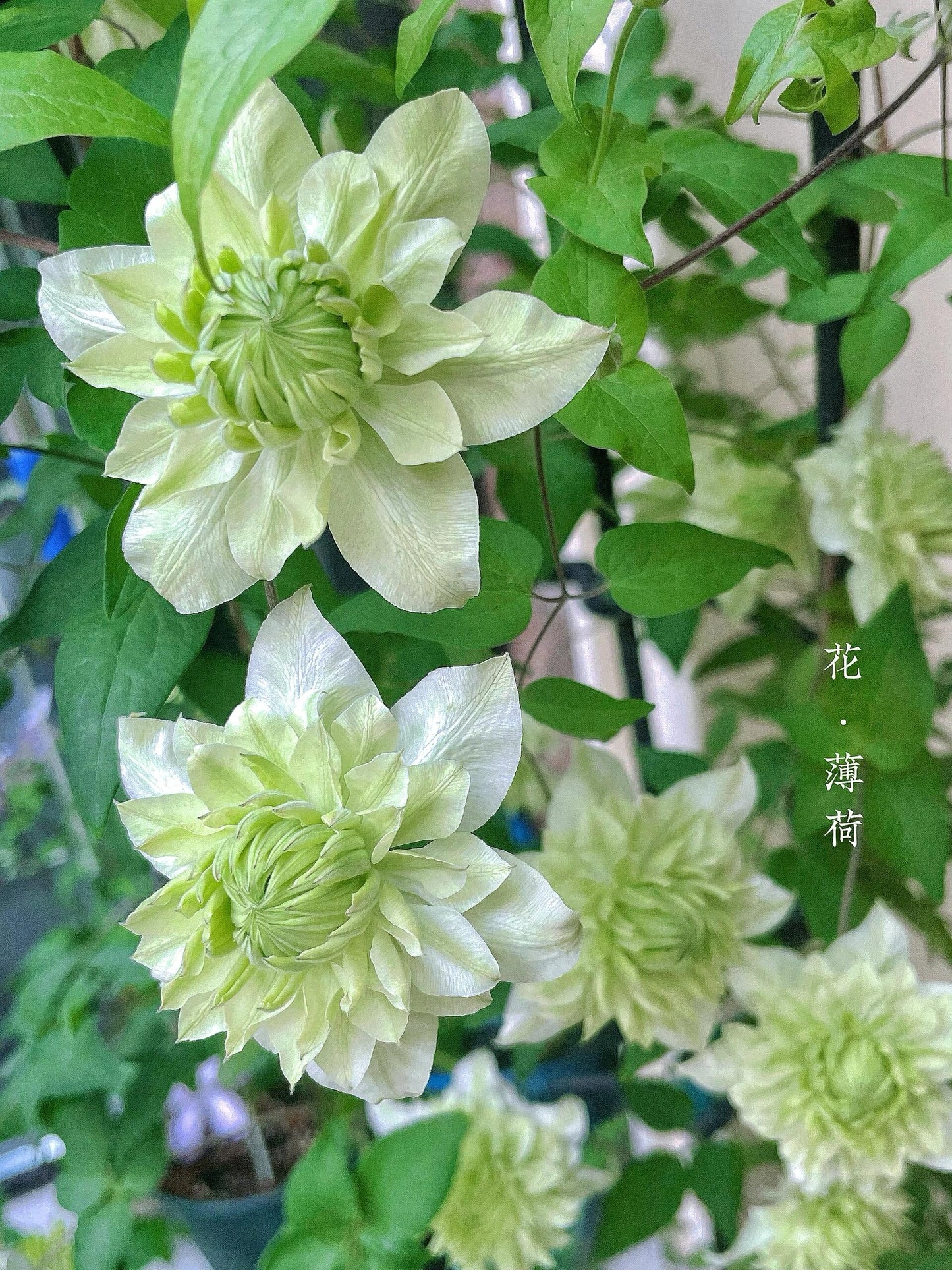 Clematis ‘’Peppermint|ミント| 薄荷‘’